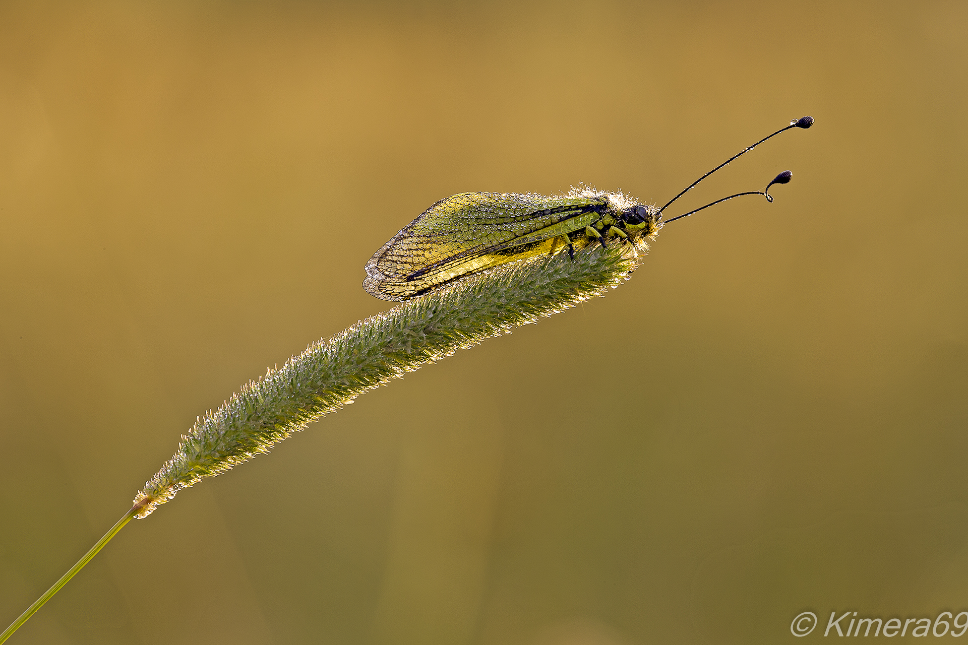 Libelloides coccajus
