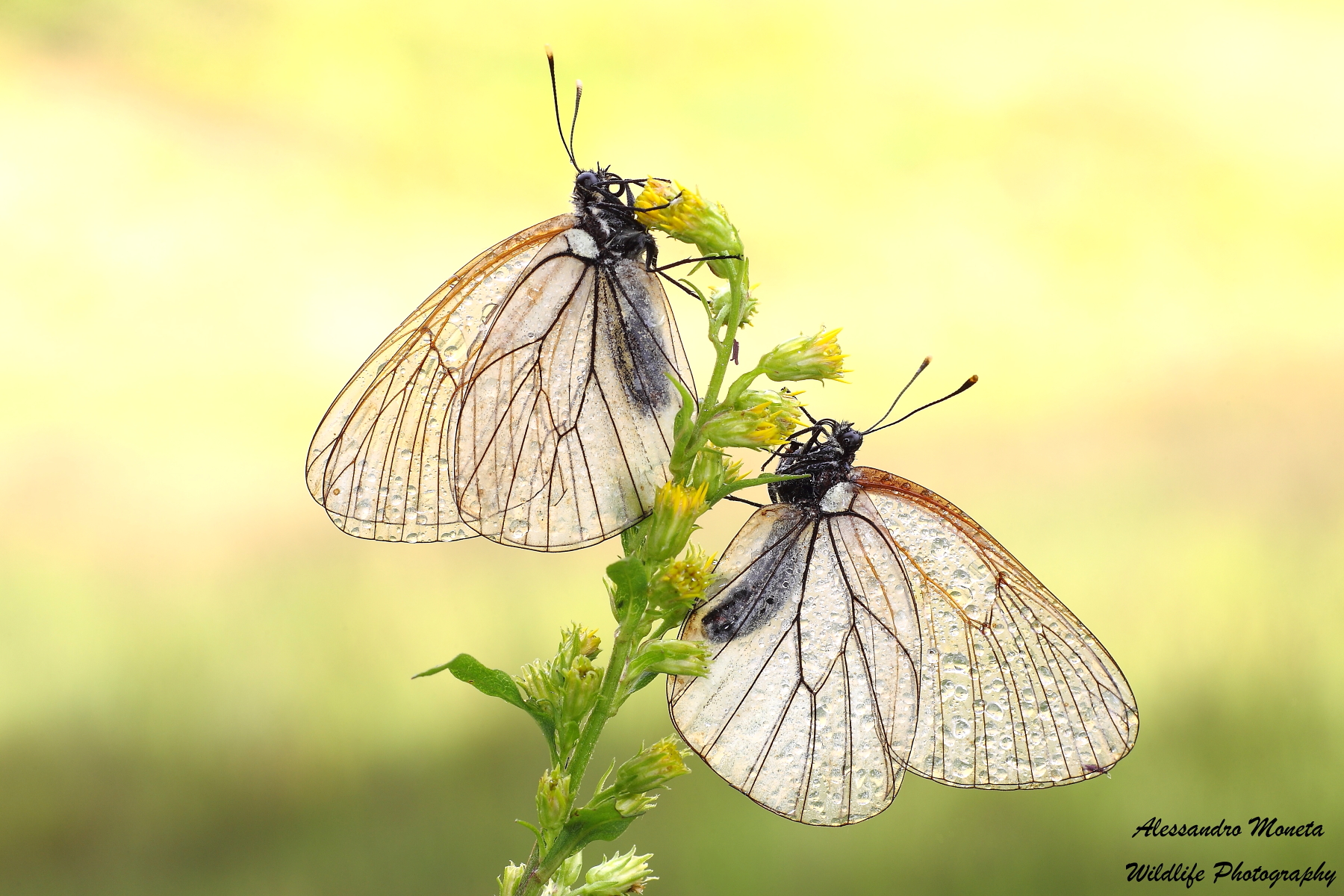 Transparency Trentino