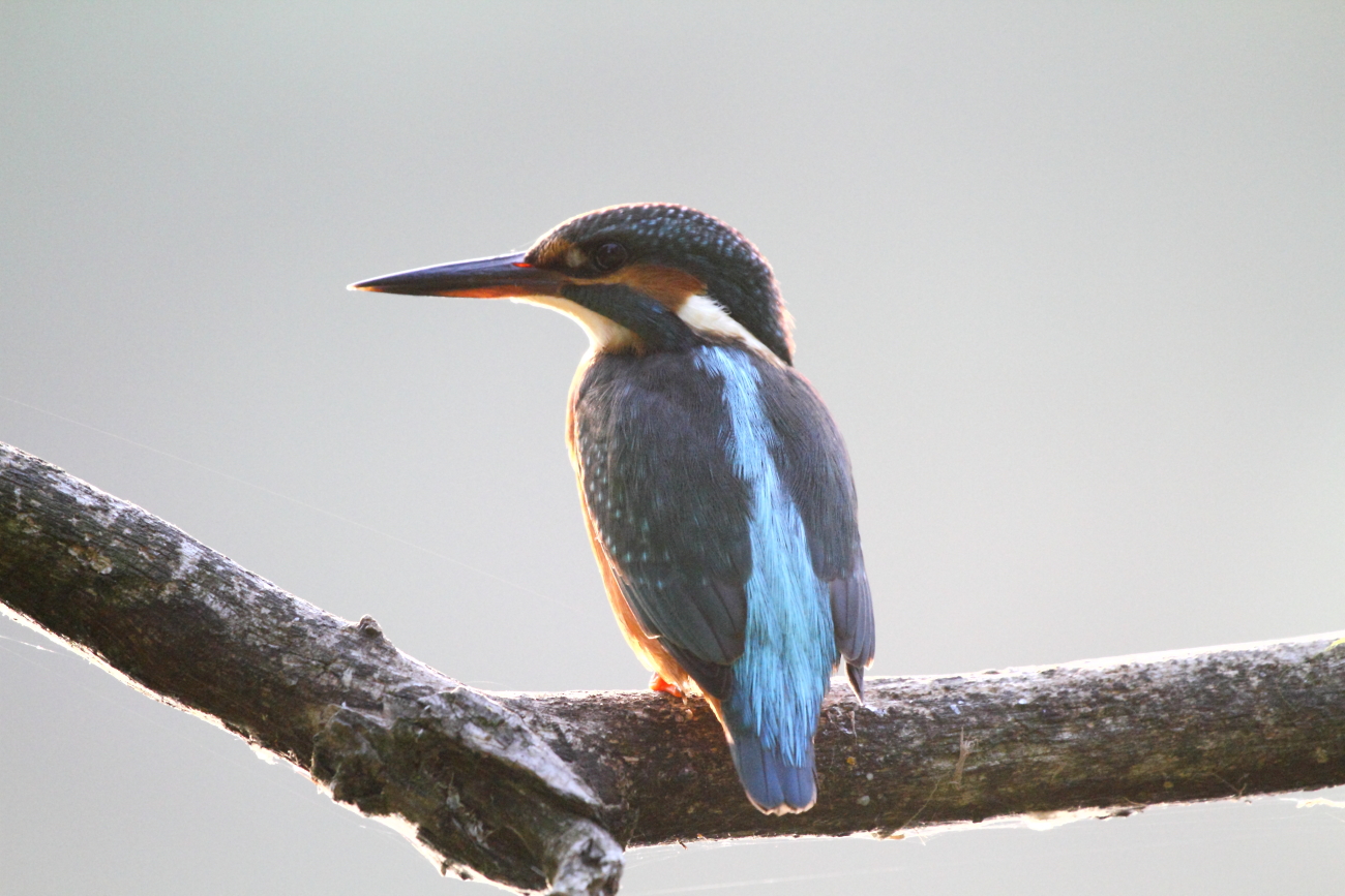 Il mio primo martin Pescatore