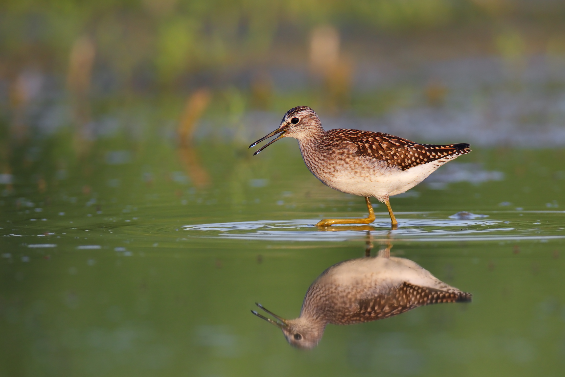 Piro piro  boschereccio