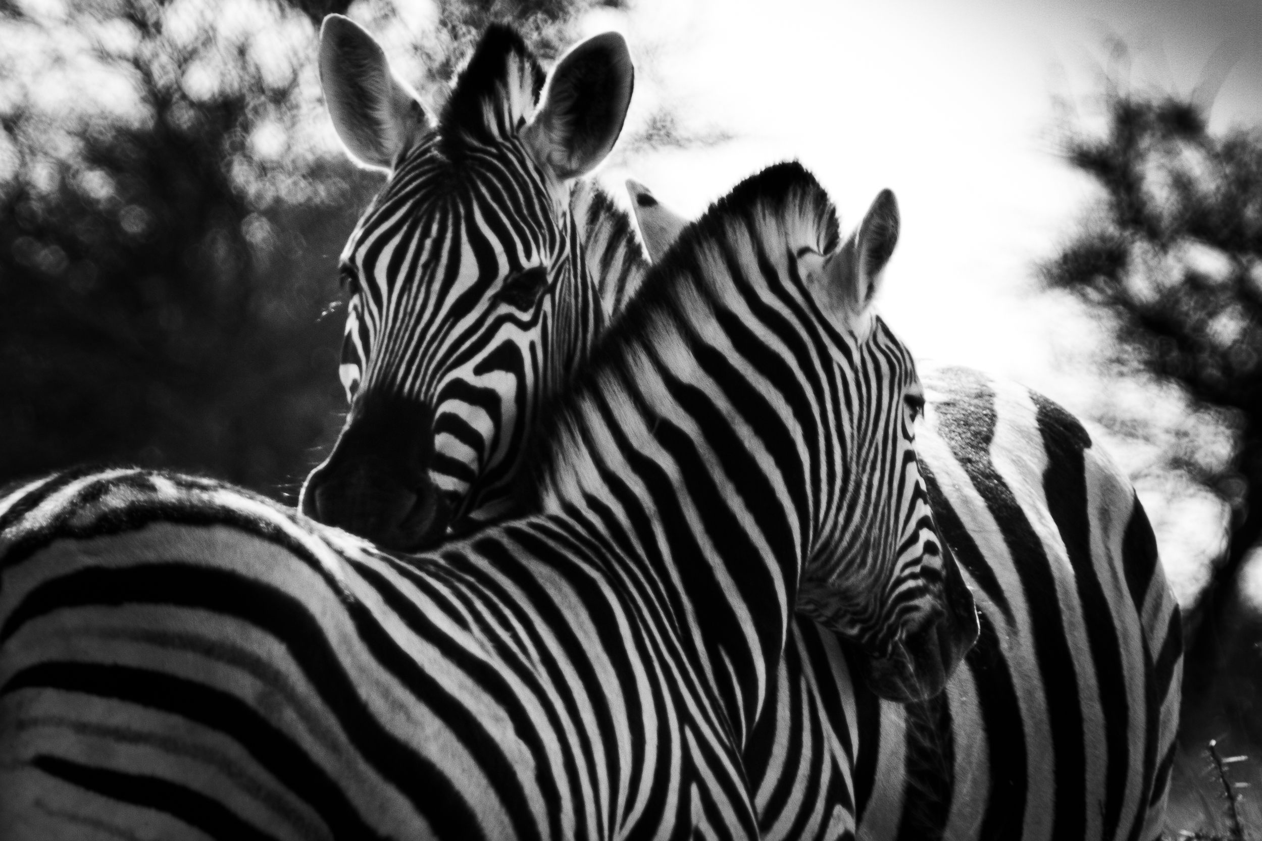 Zebras