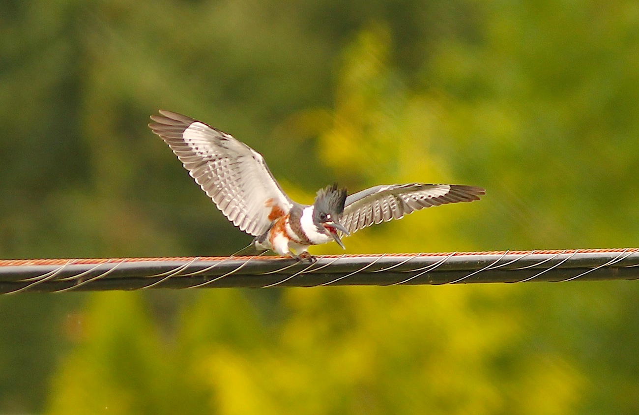 Belted Kingfisher