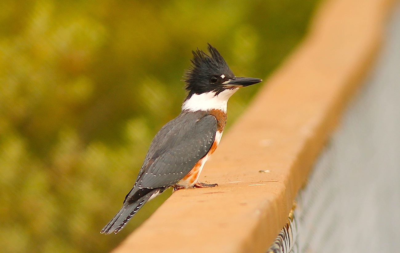 Belted Kingfisher