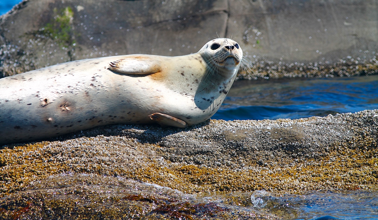 Harbour Seal