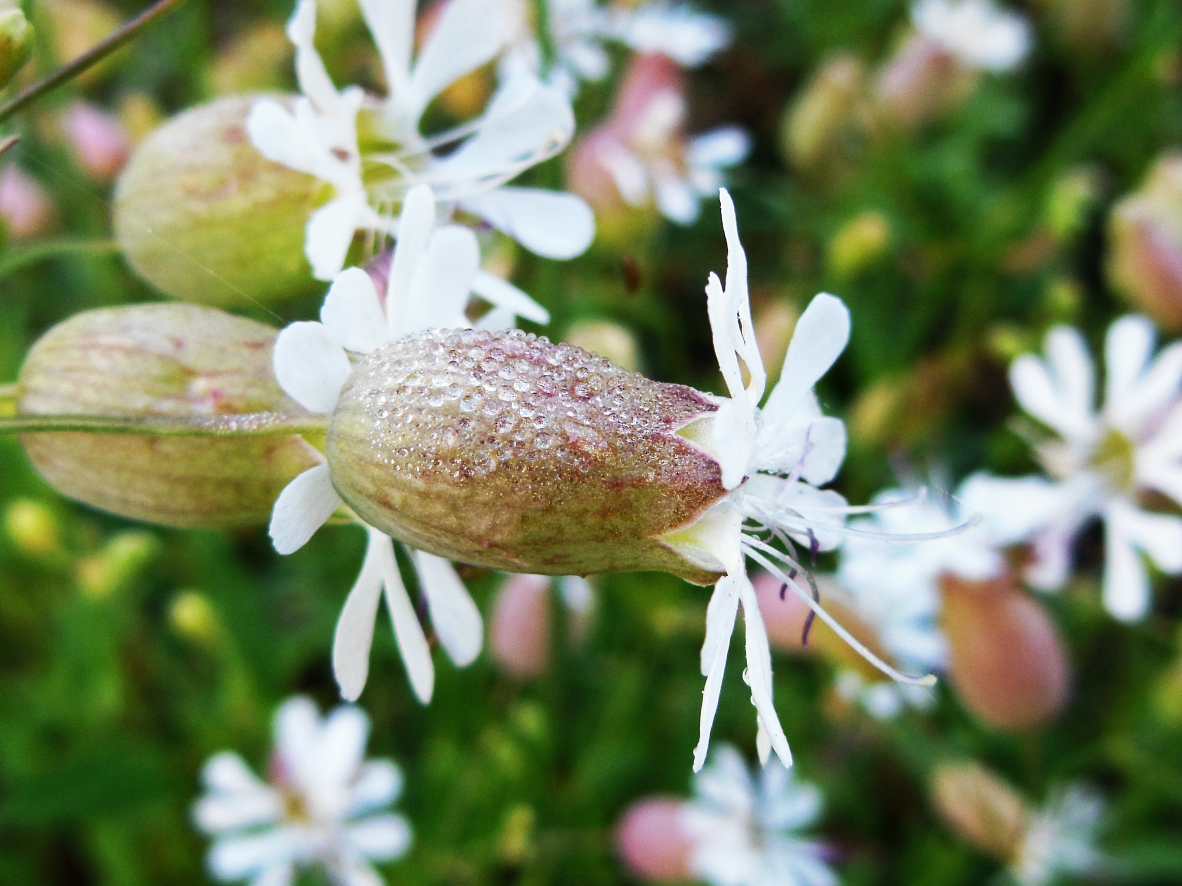 fiori, macro e rugiada mattutina :)