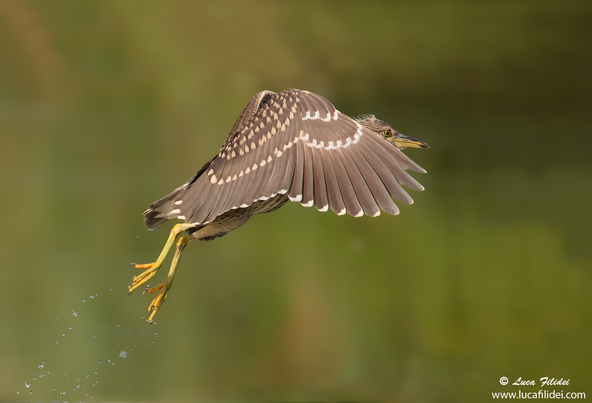 Detachment of young Night Heron