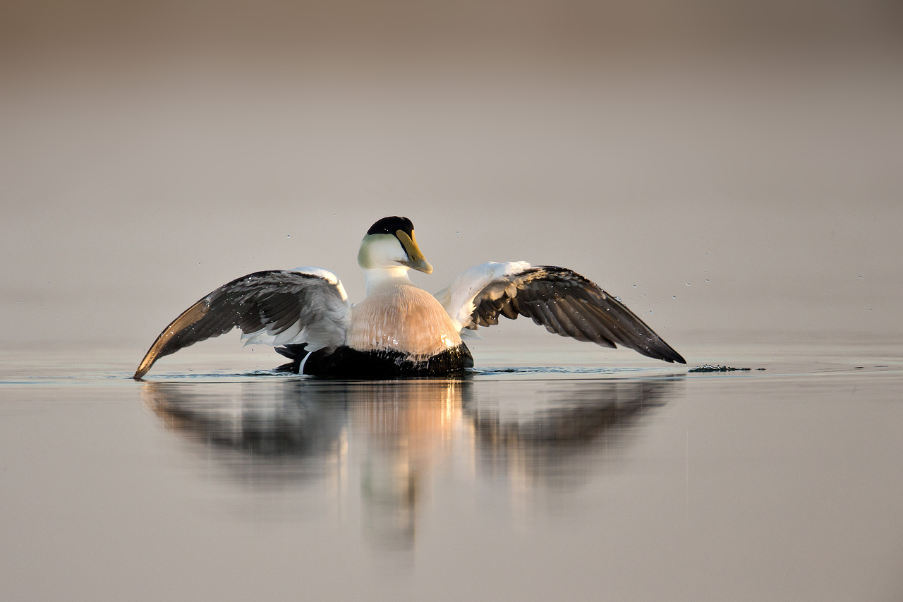 Eider - Eider Duck