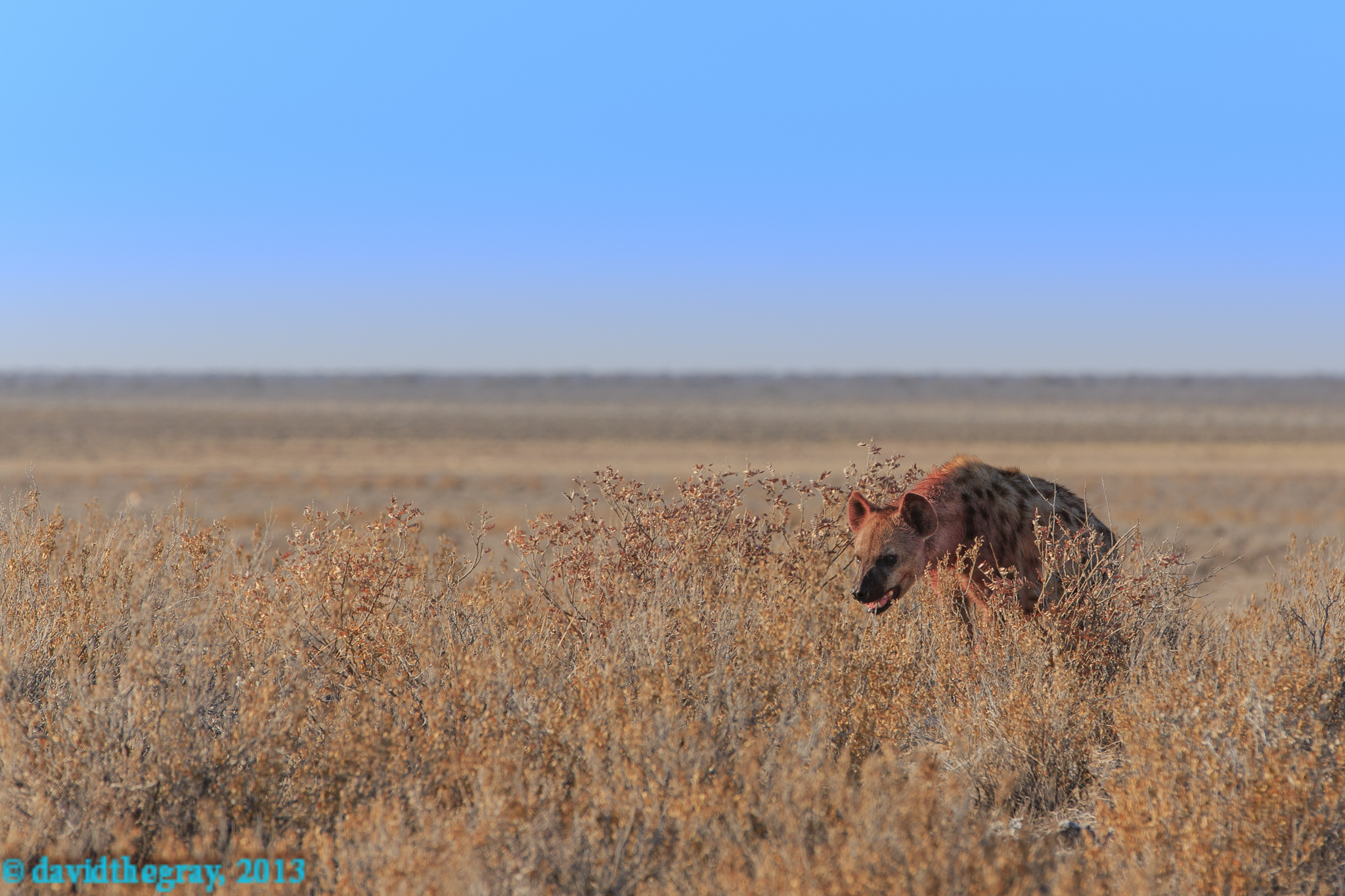 Hyena nell'Etosha