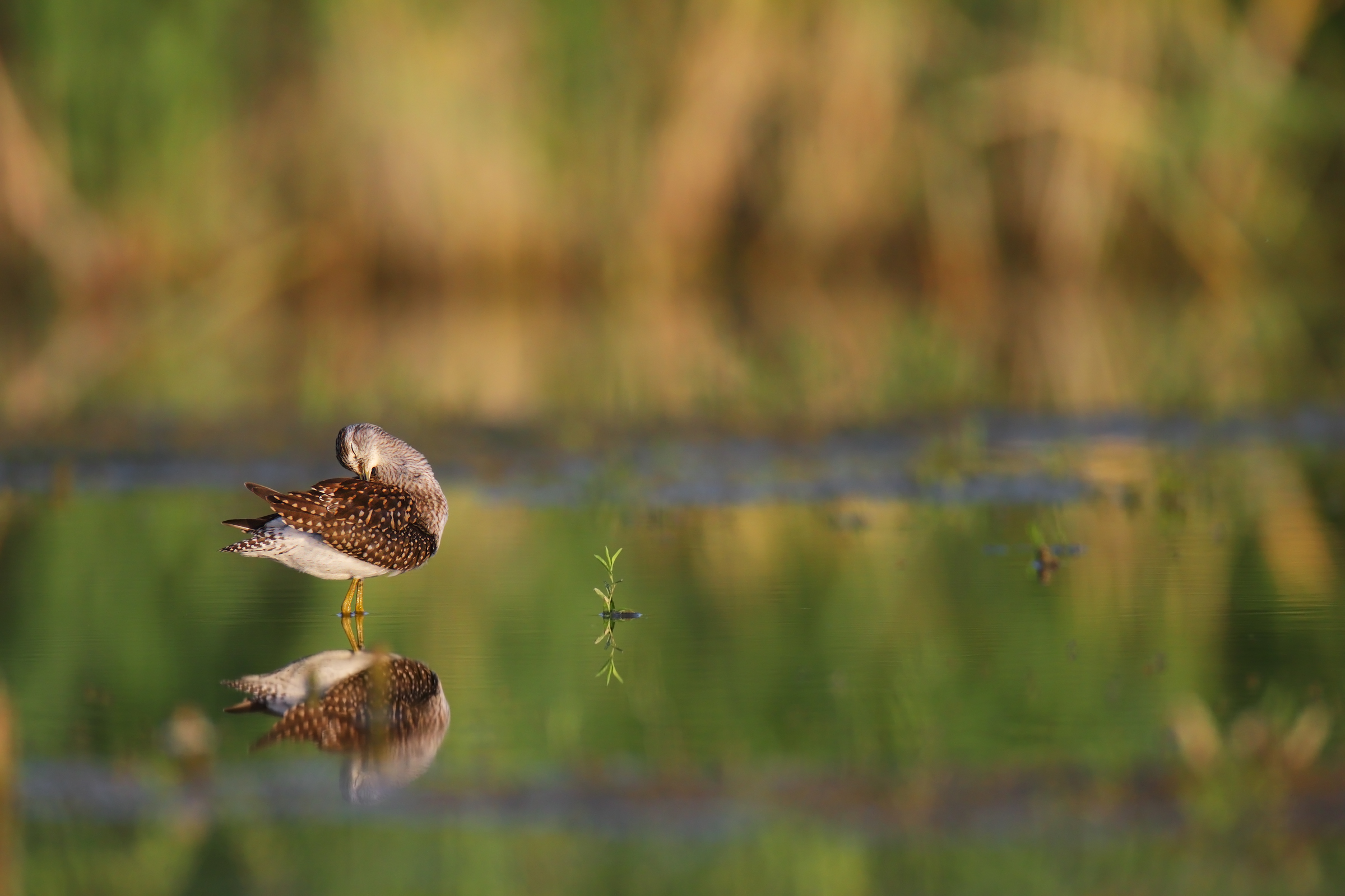 Piro piro boschereccio