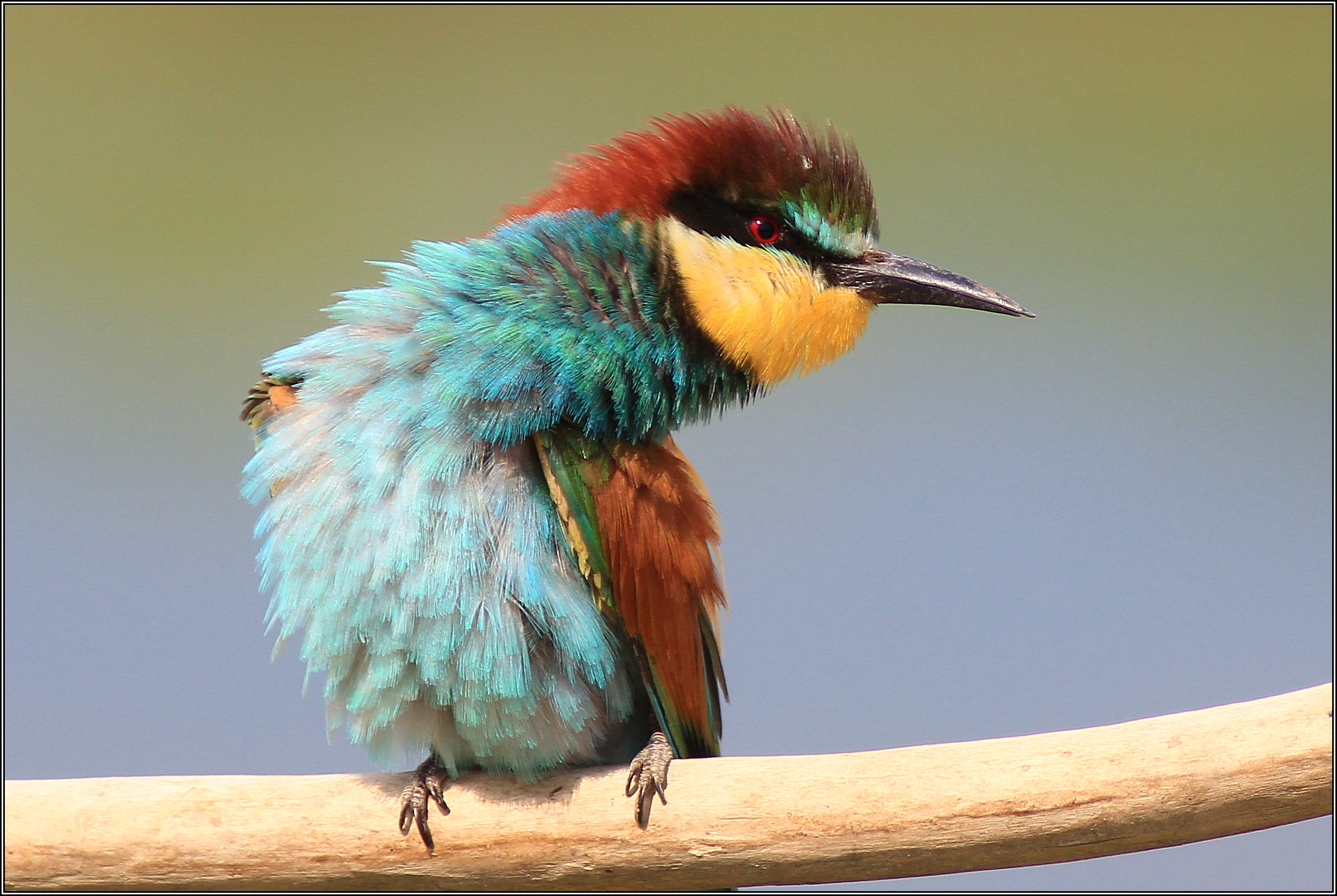 Primo piano del gruccione