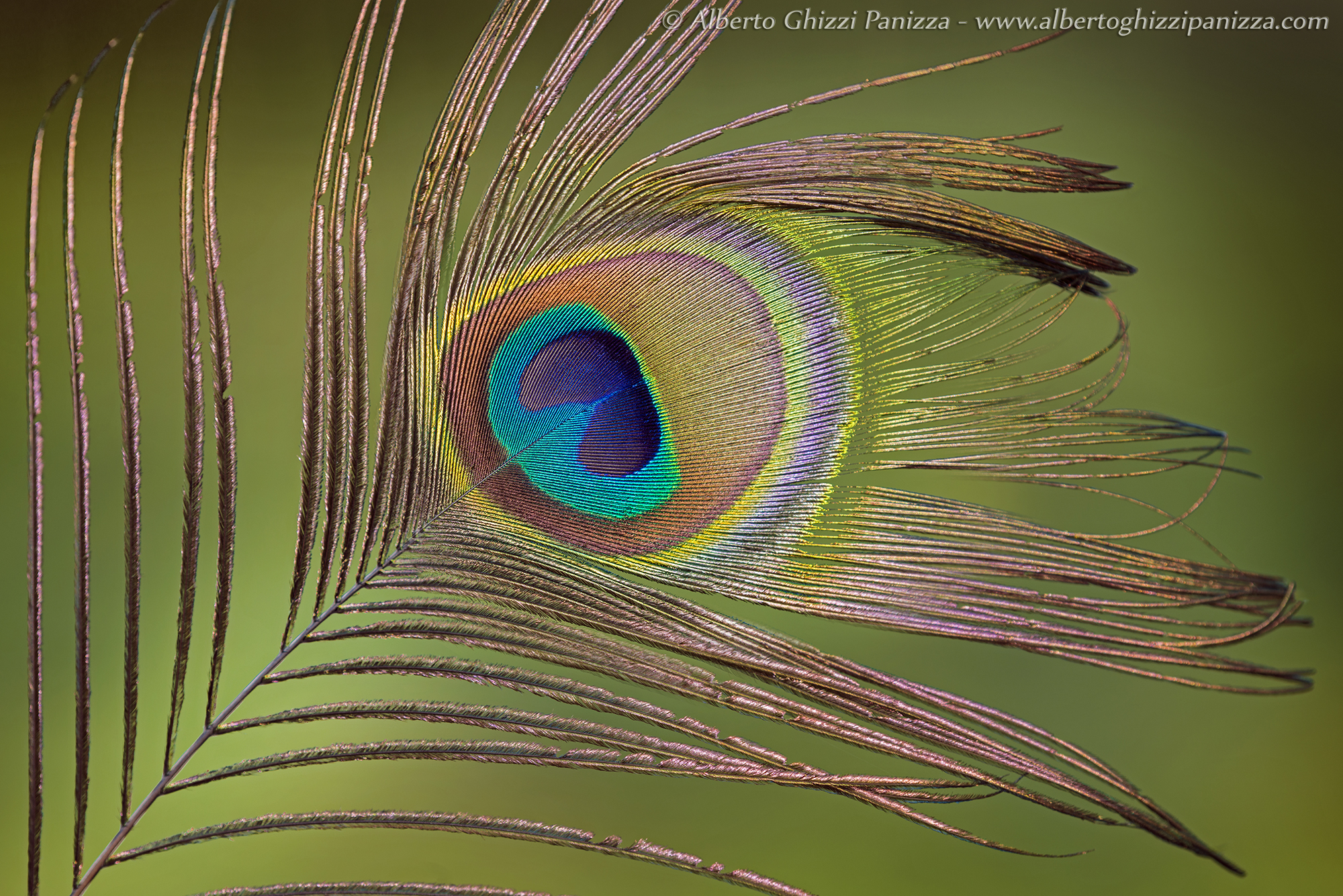 Danzatrice nel vento