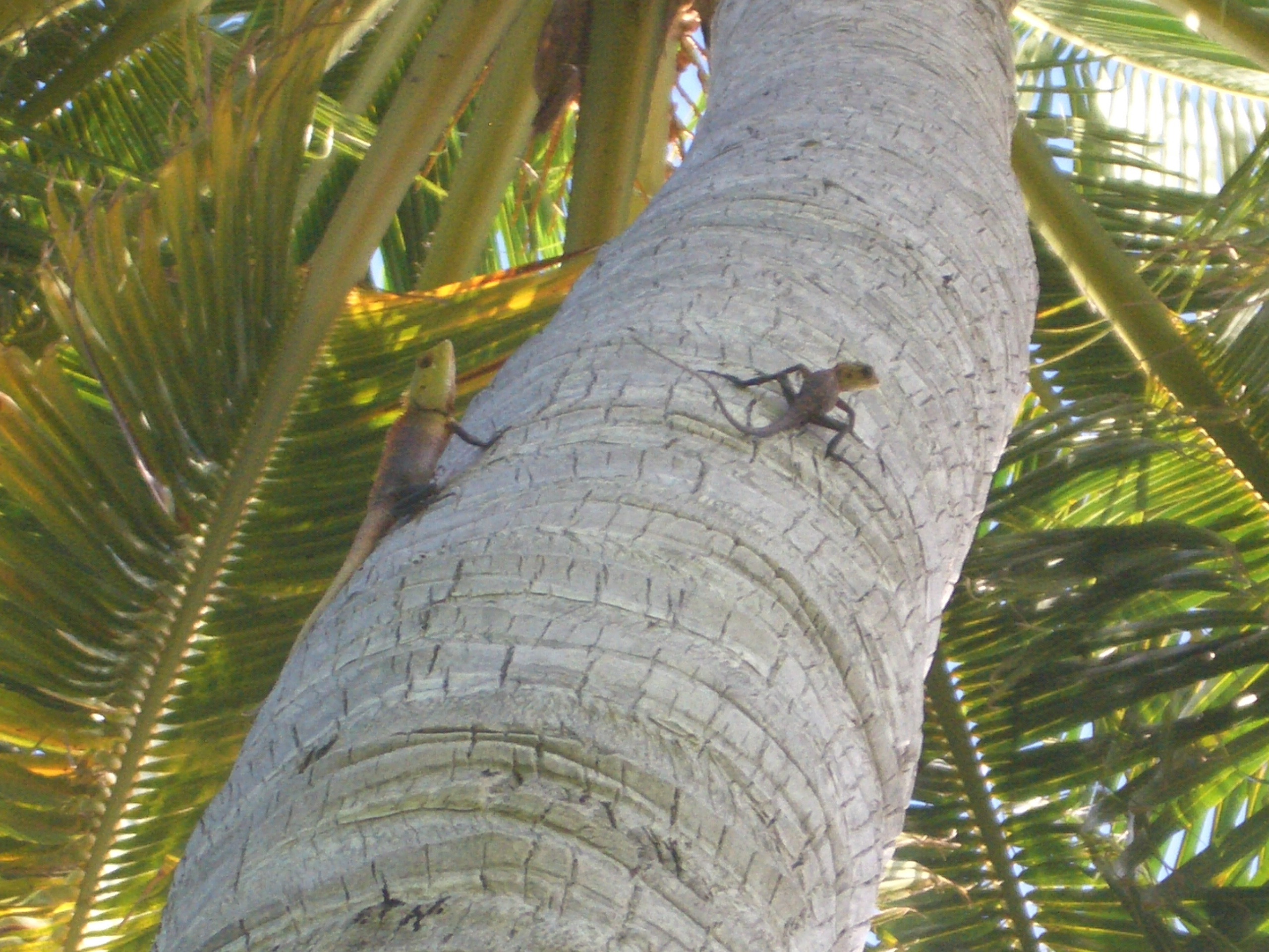 Iguana ripresa dalla mia bambina