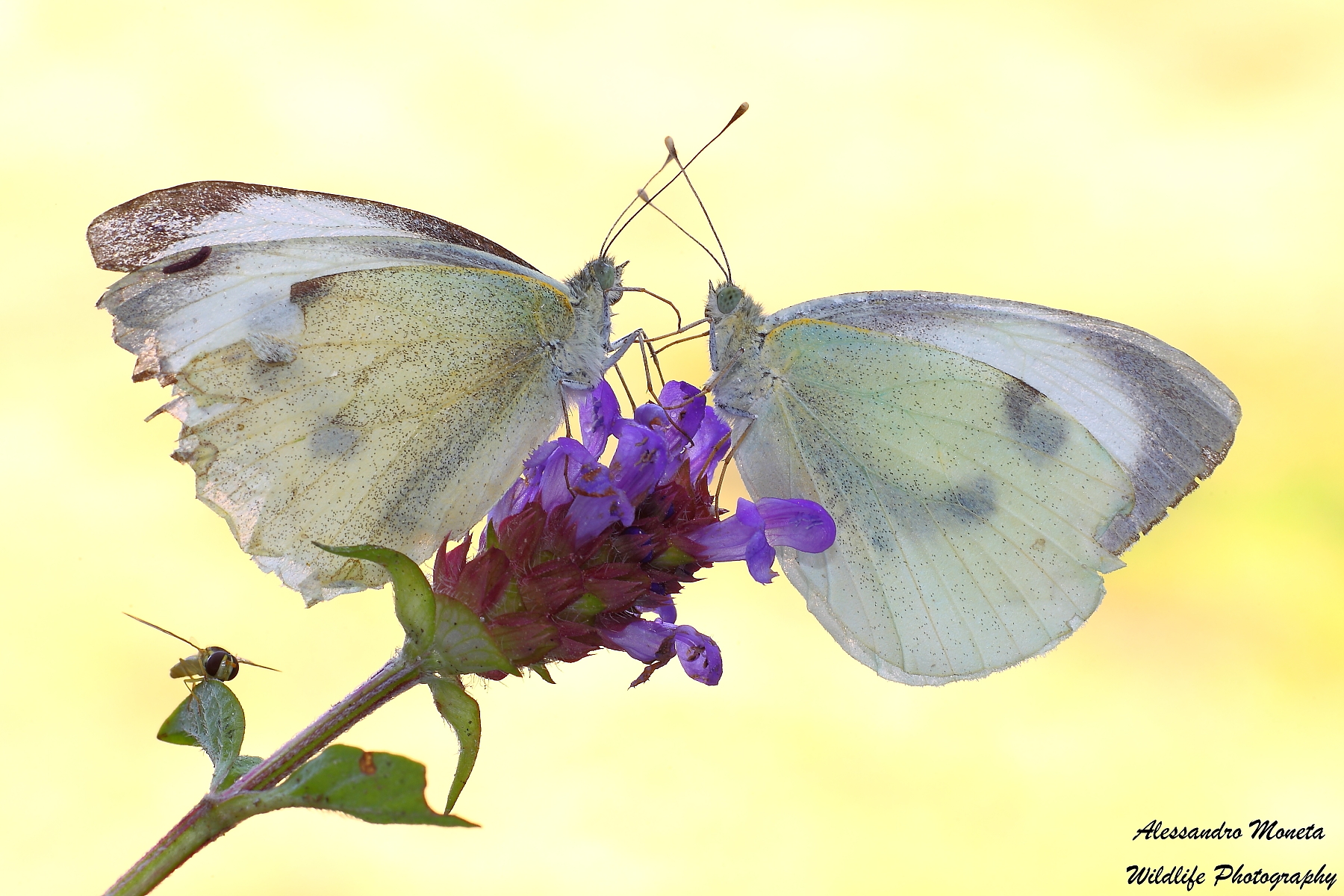 He, She and the other ...