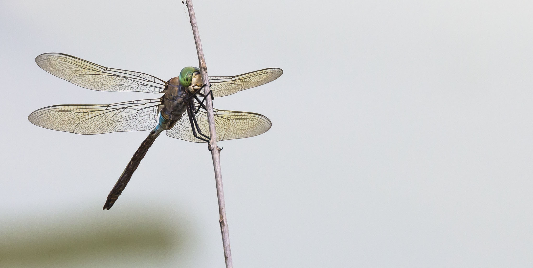 dragonfly