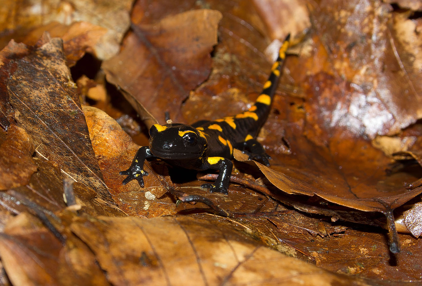 Salamander