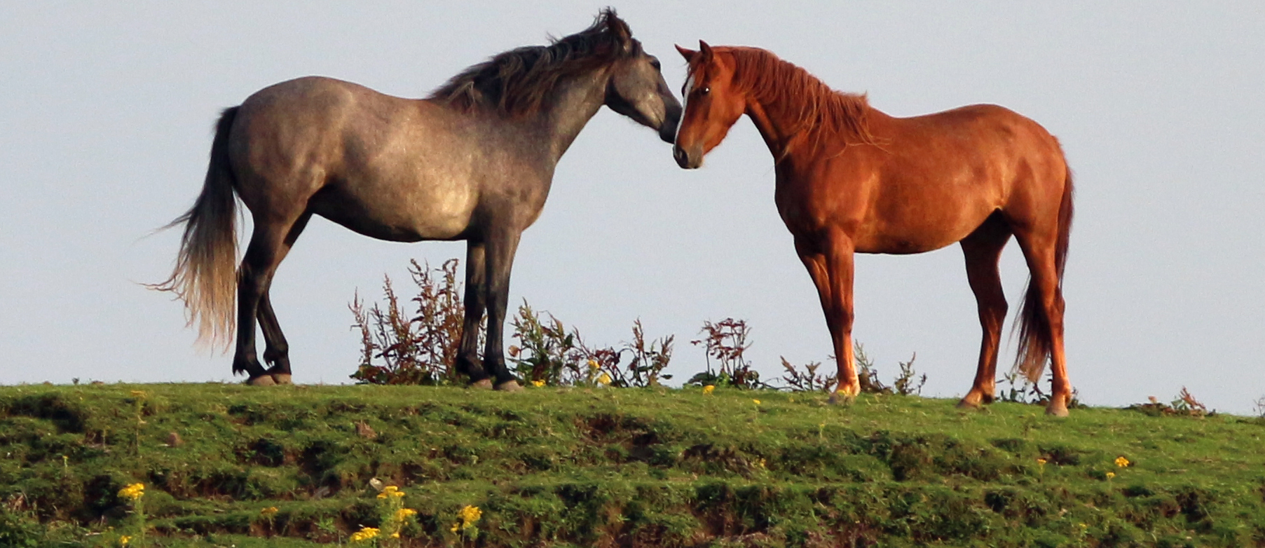 Horses in love