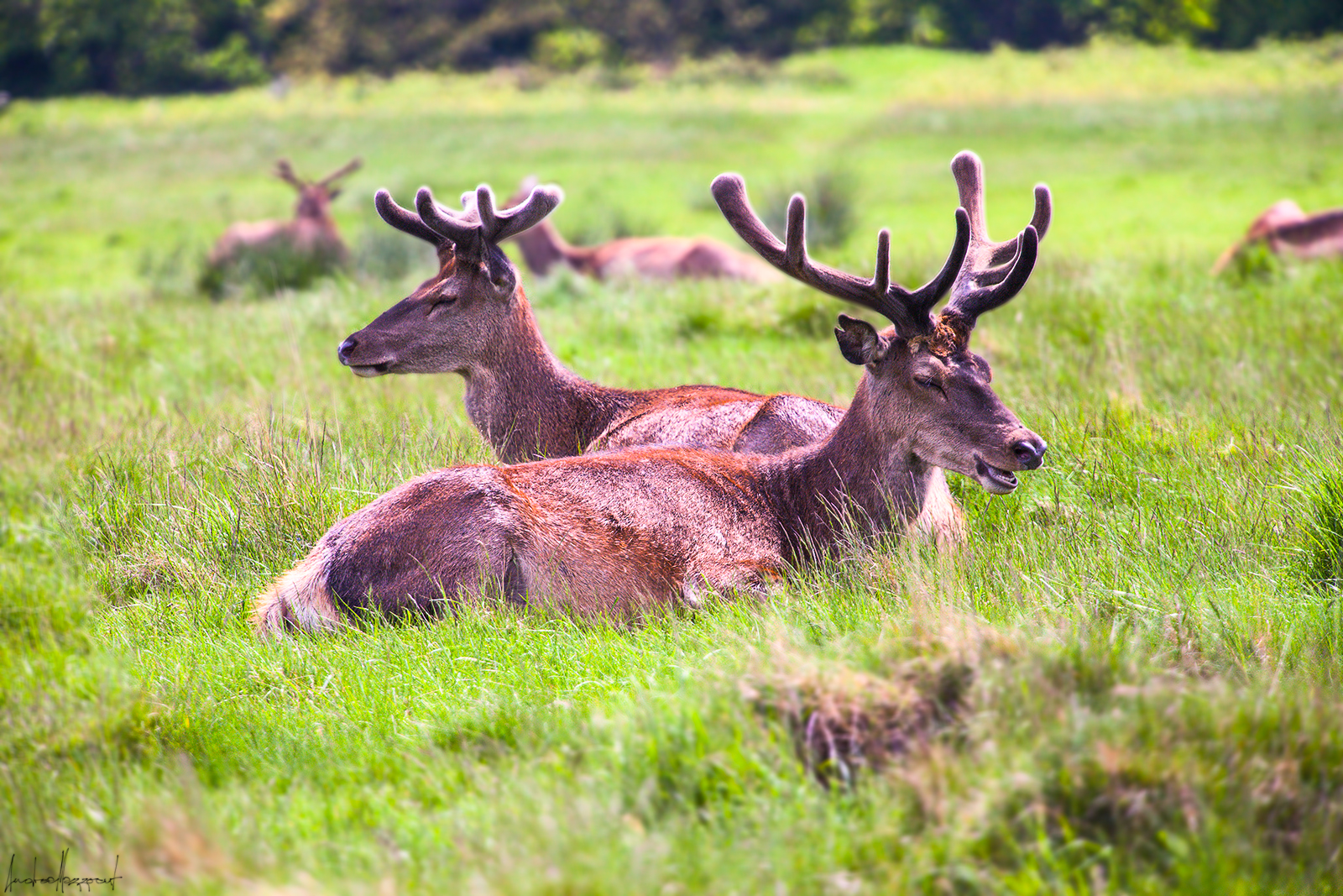 Deer in Richmond Park