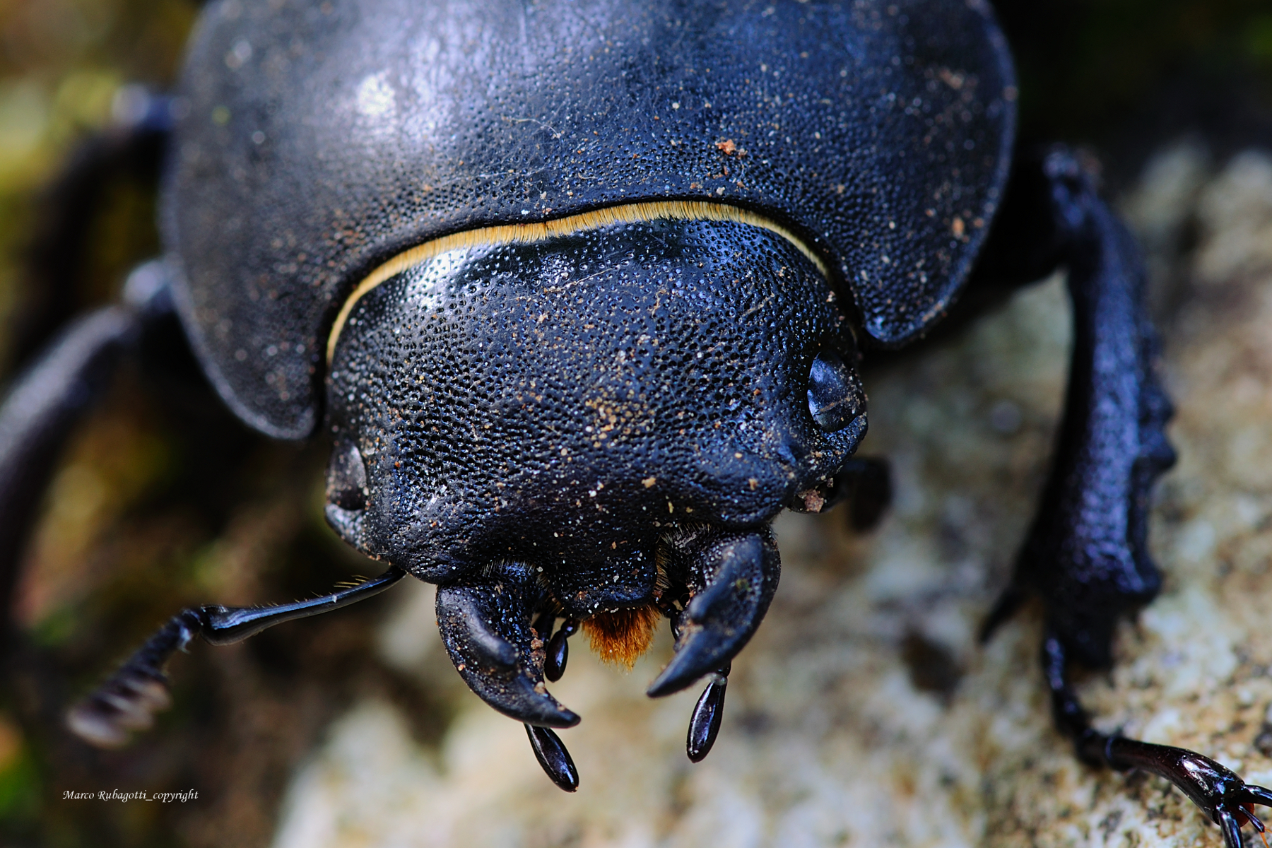 Scarabaeidae - Detail