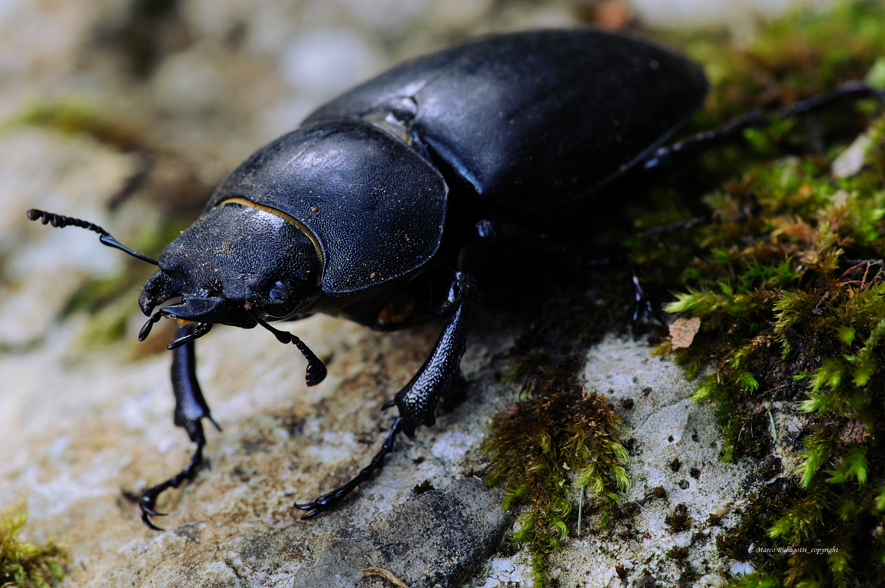 Lucanus Cervus