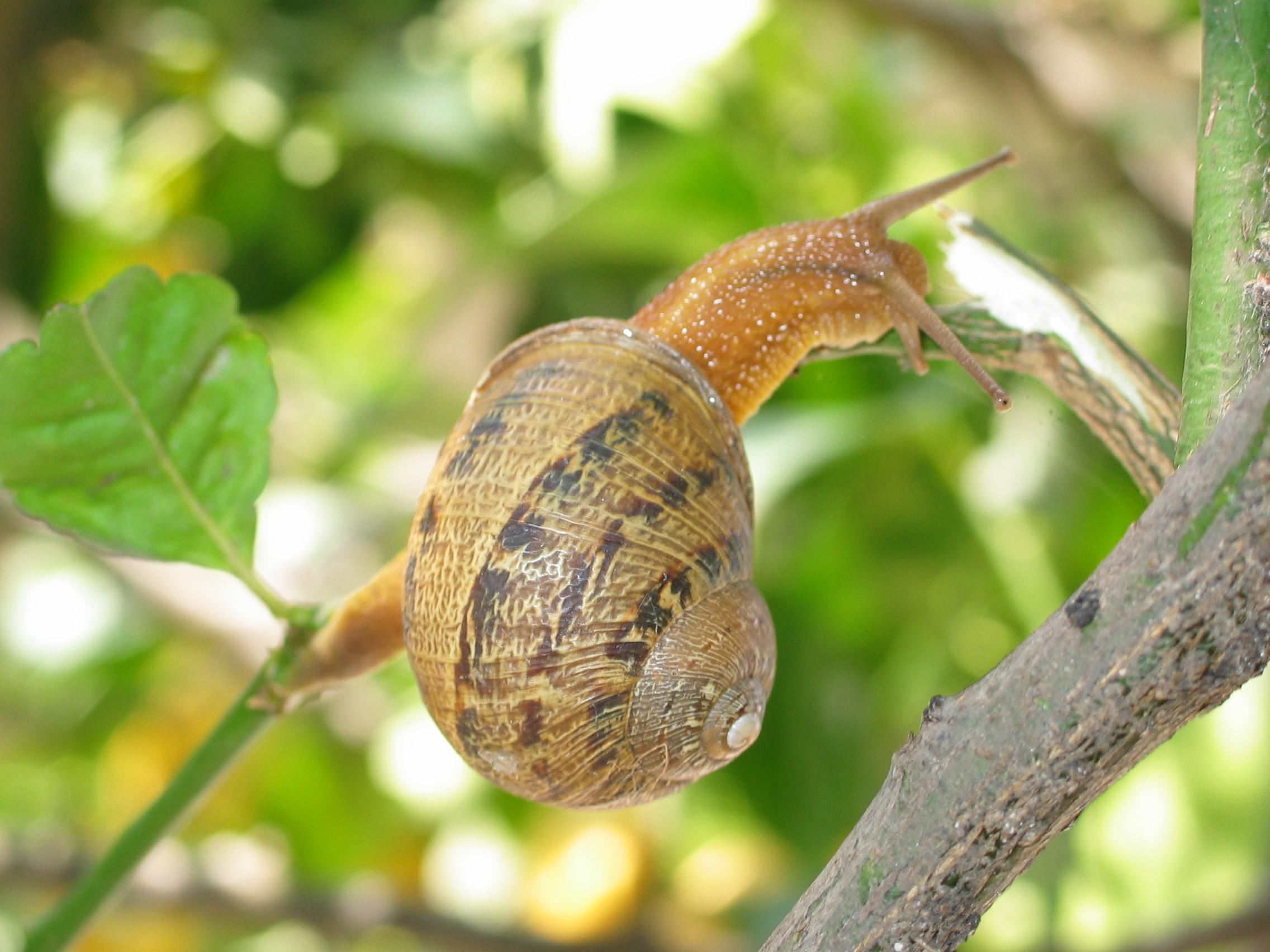 Snail