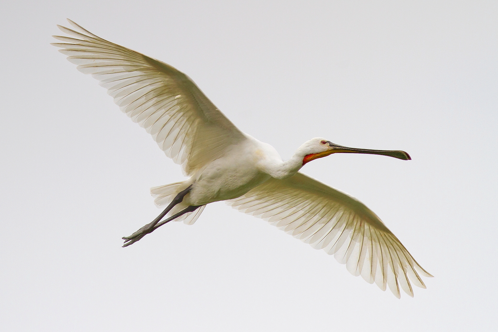 La Spatola Diagonale