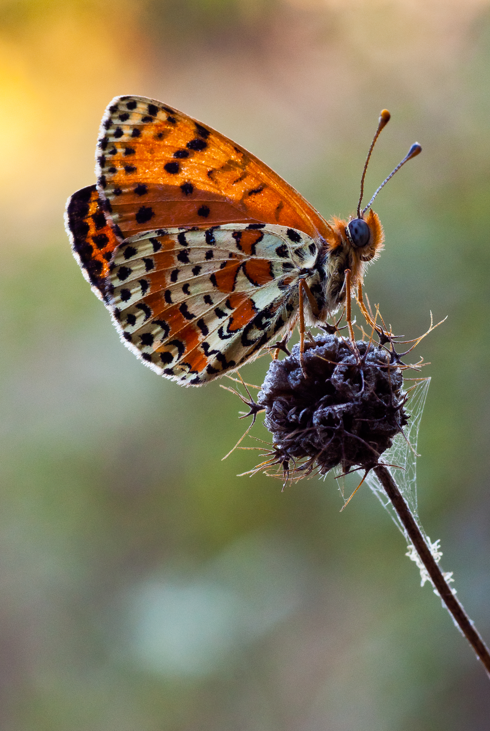 Melitaea