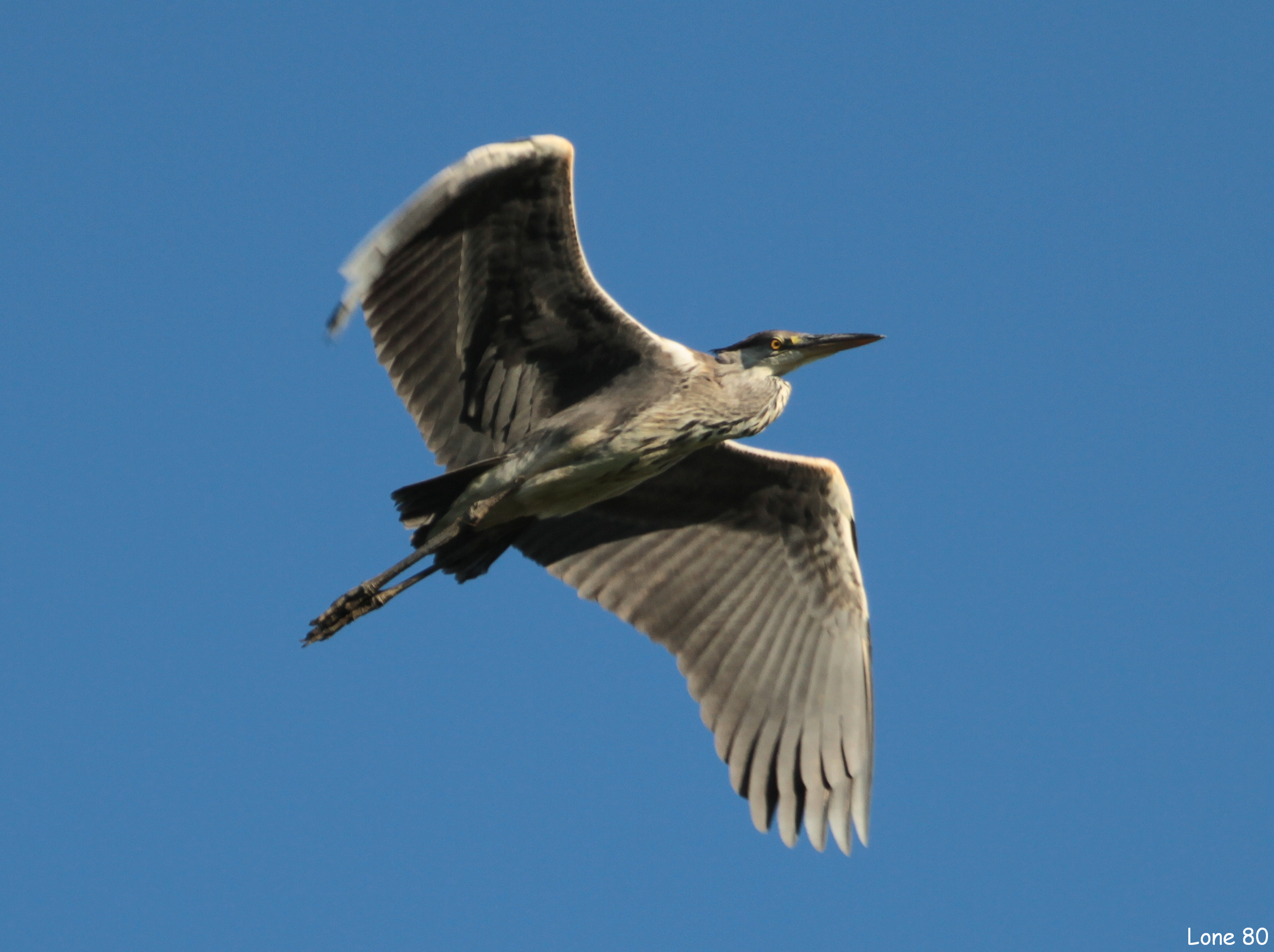 Grey Heron
