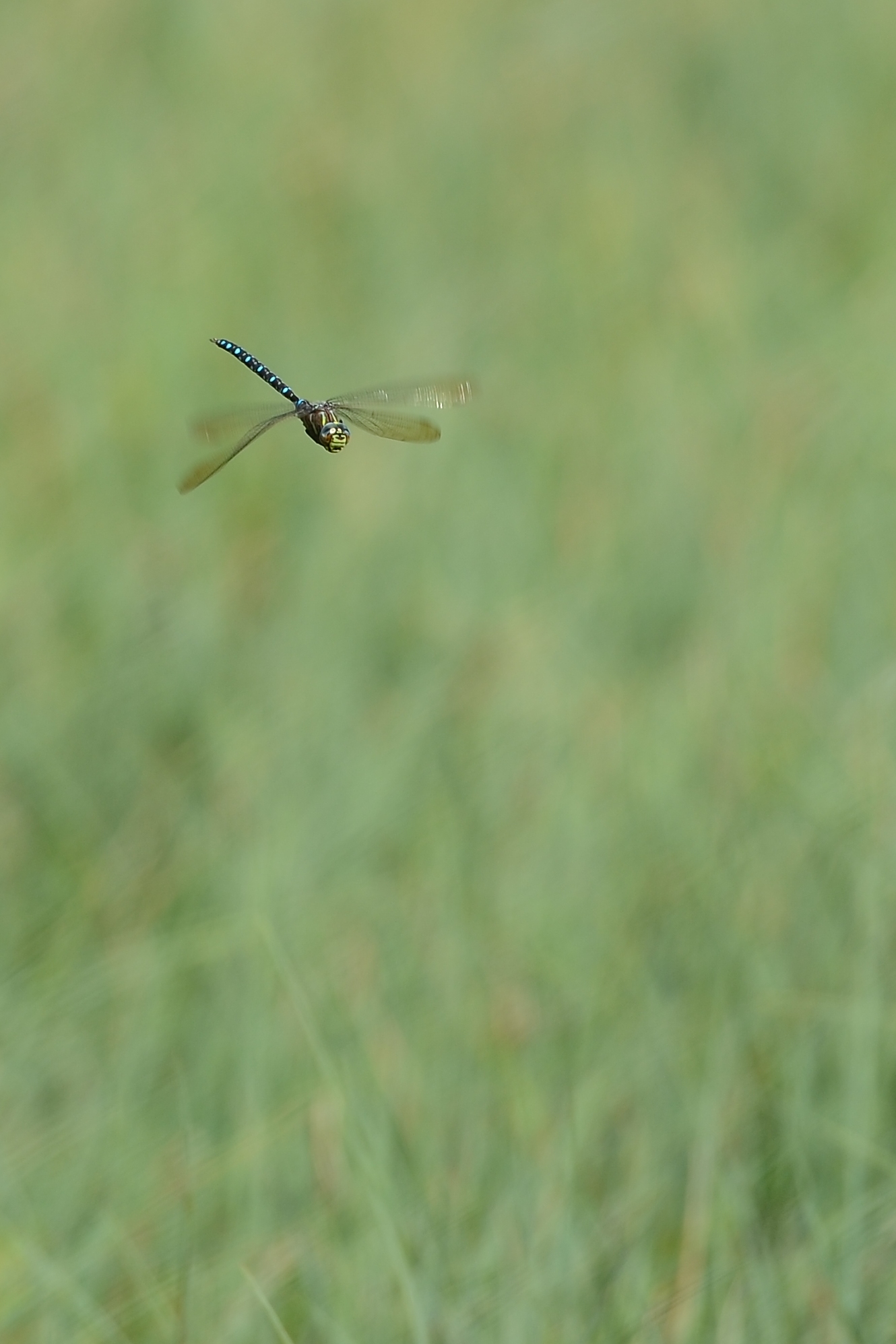 Dragonfly in flight