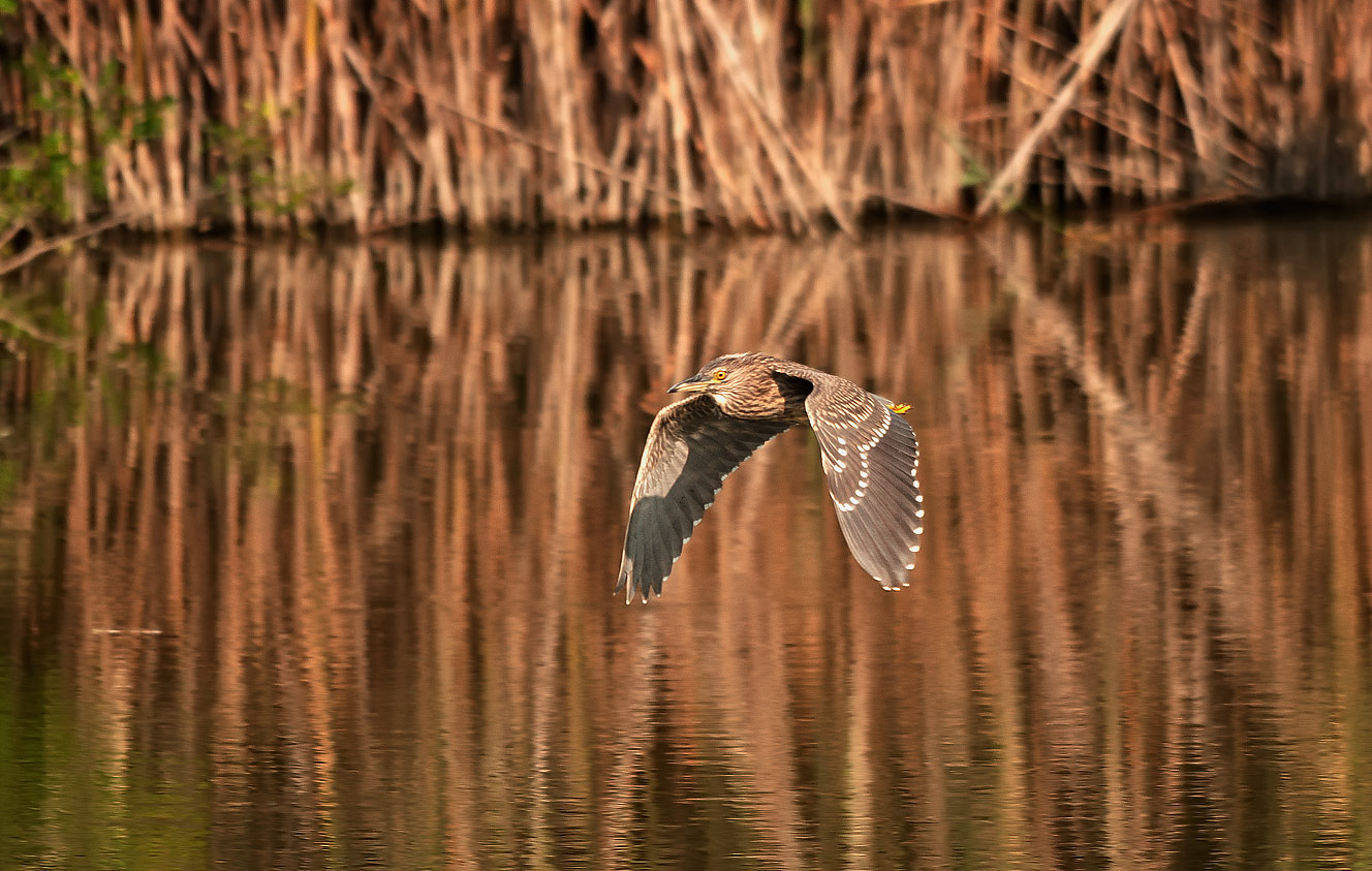 Night Heron
