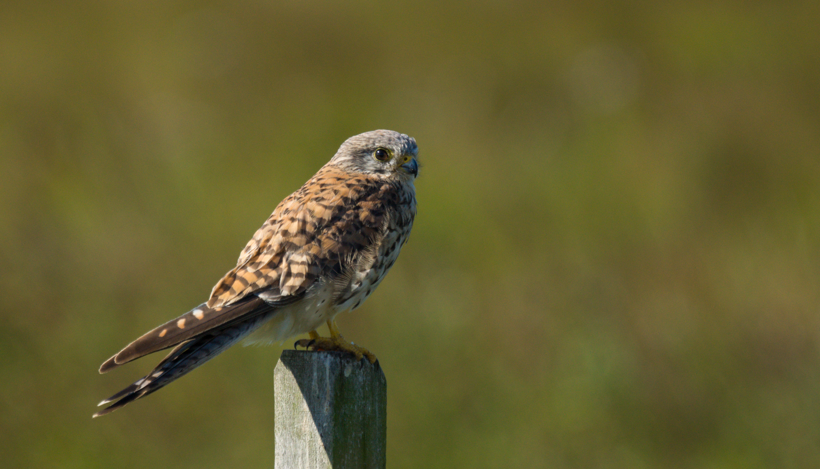 Common Kestrel