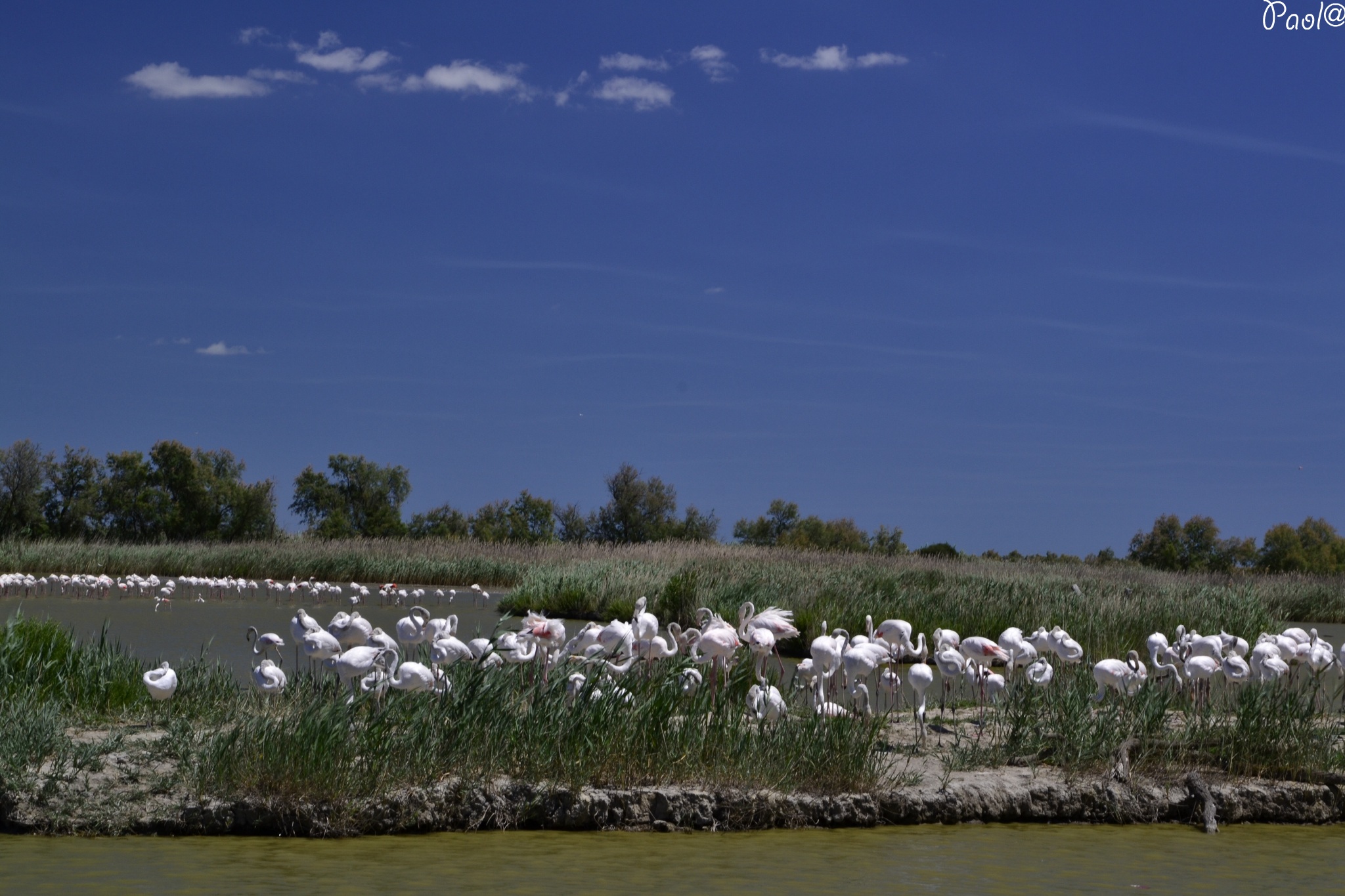 camargue