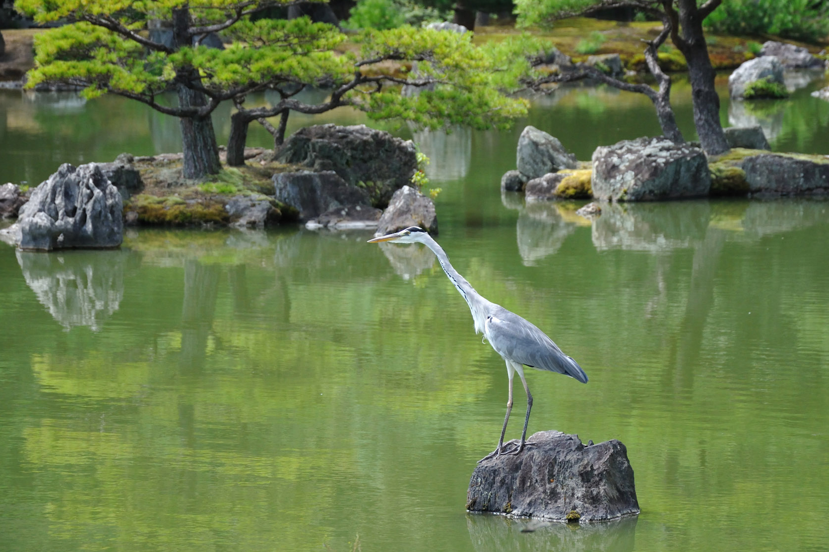 Gray heron on the rock - Kinkaku-ji