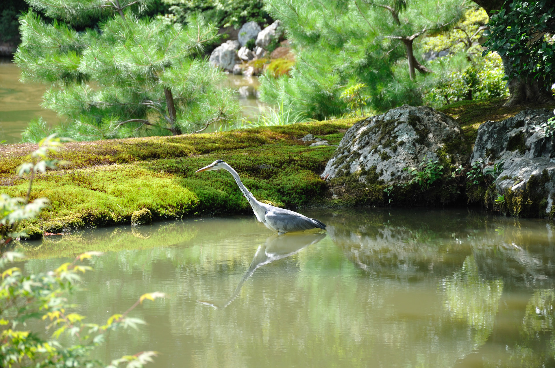 Gray heron in the pond - Kinkaku-ji