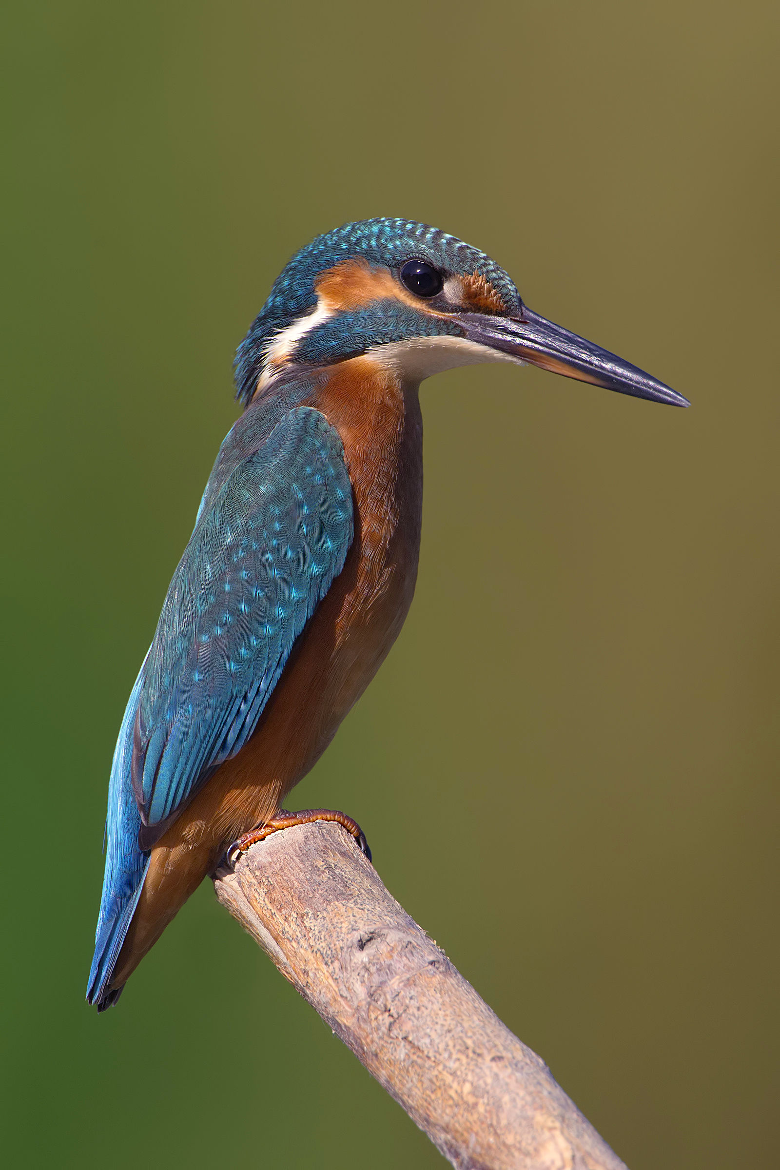 Martino with Ps CS6 - (2400px)