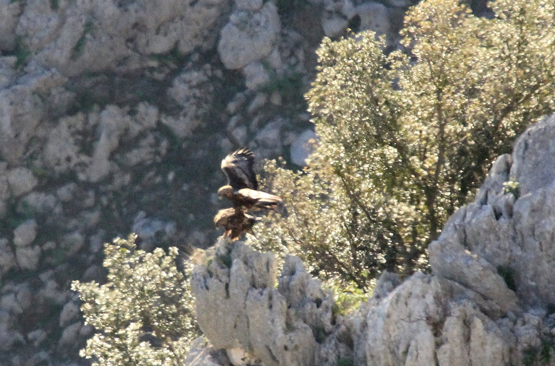 Aquile in accoppiamento