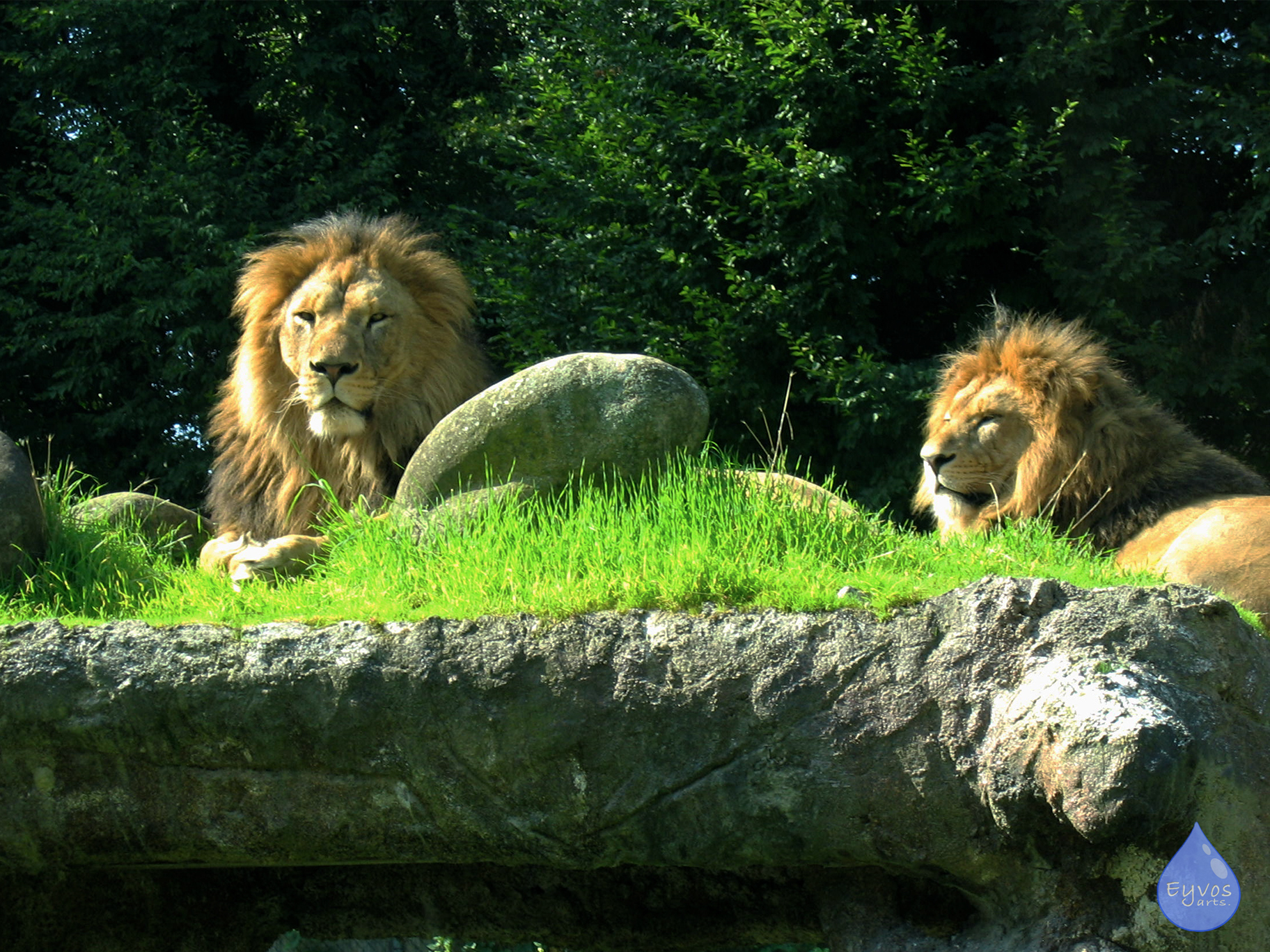 Lions