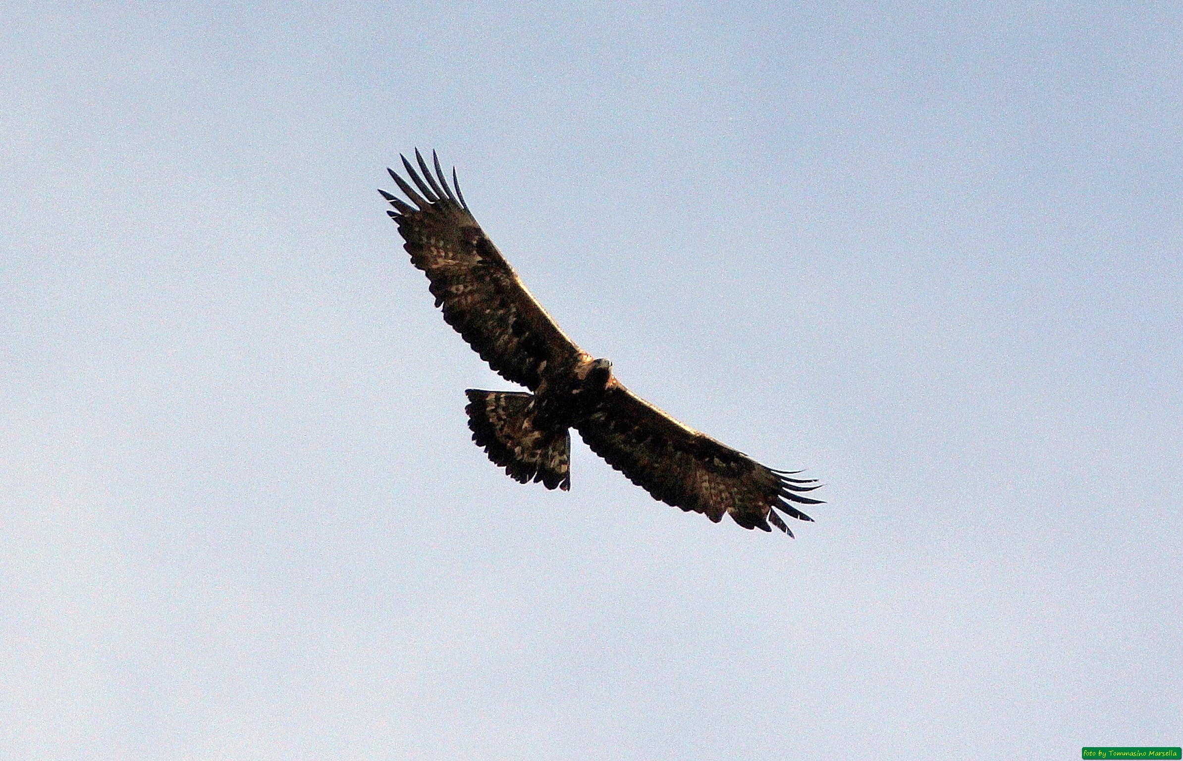 Aquila in volo
