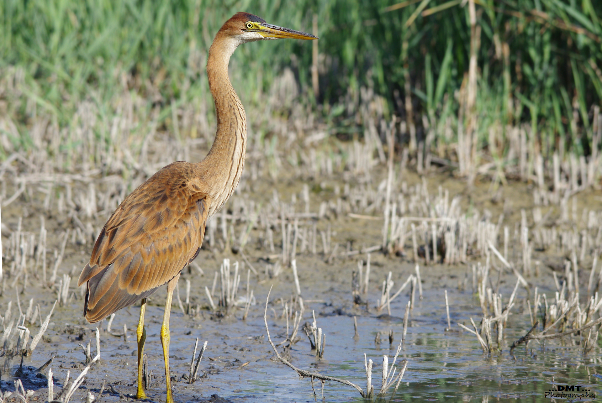 Purple Heron young