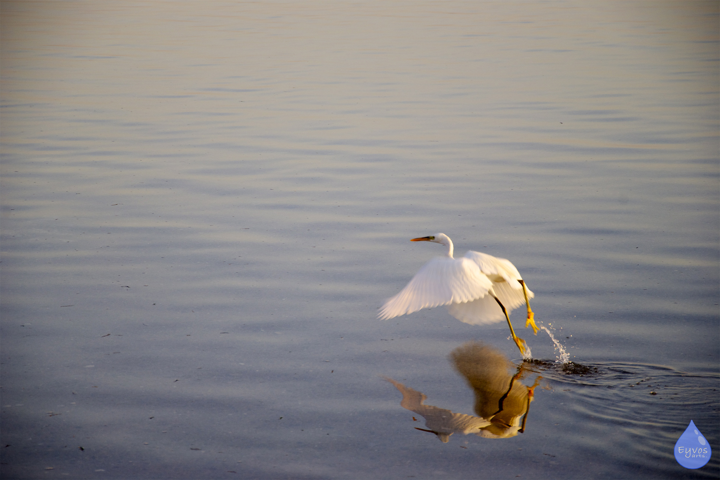Airone spicca il volo