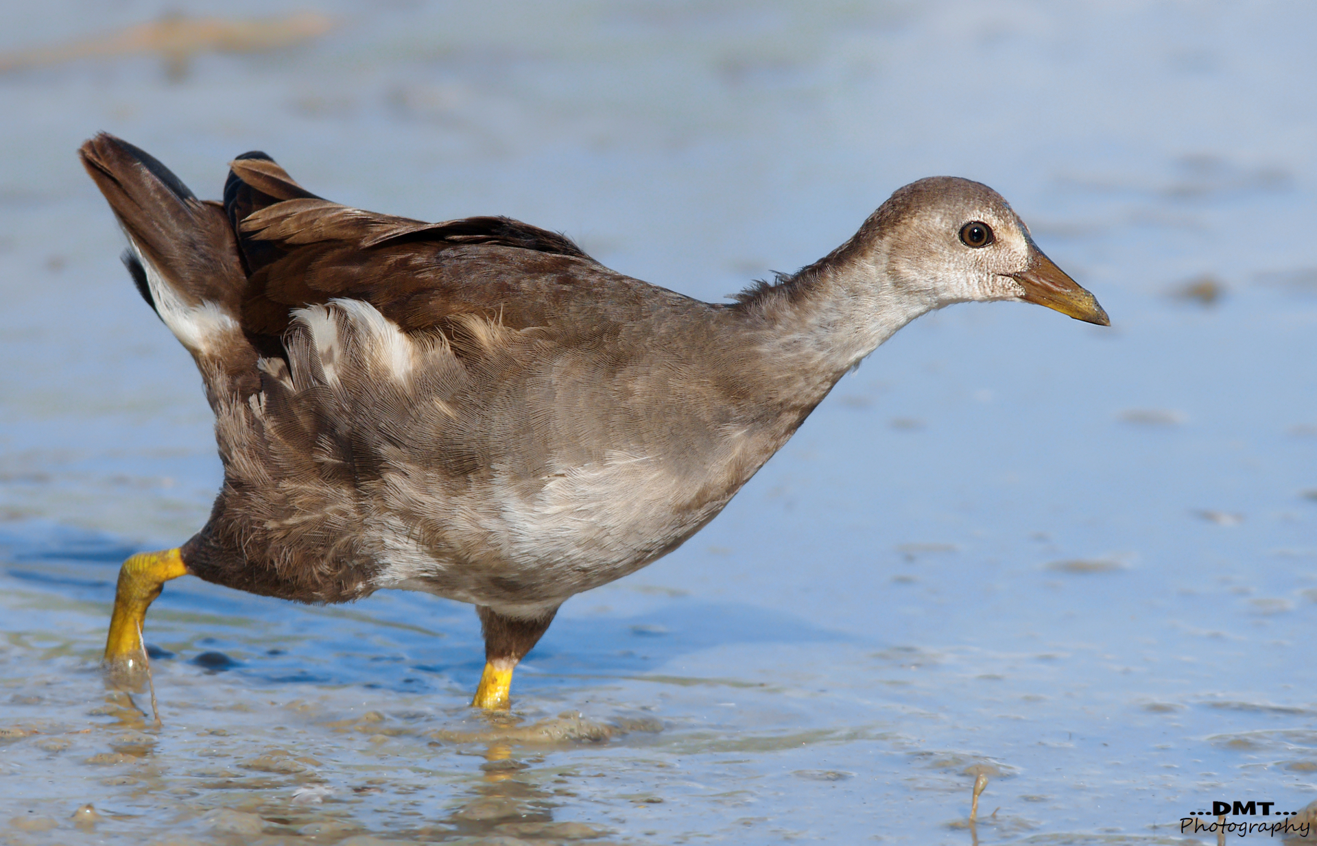 Moorhen young
