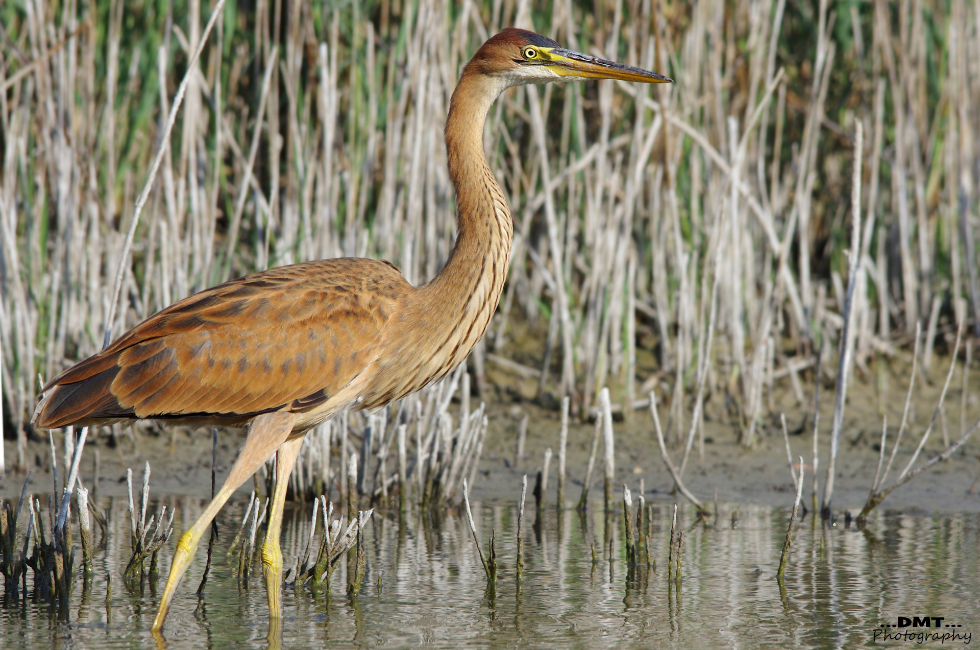 Purple Heron young
