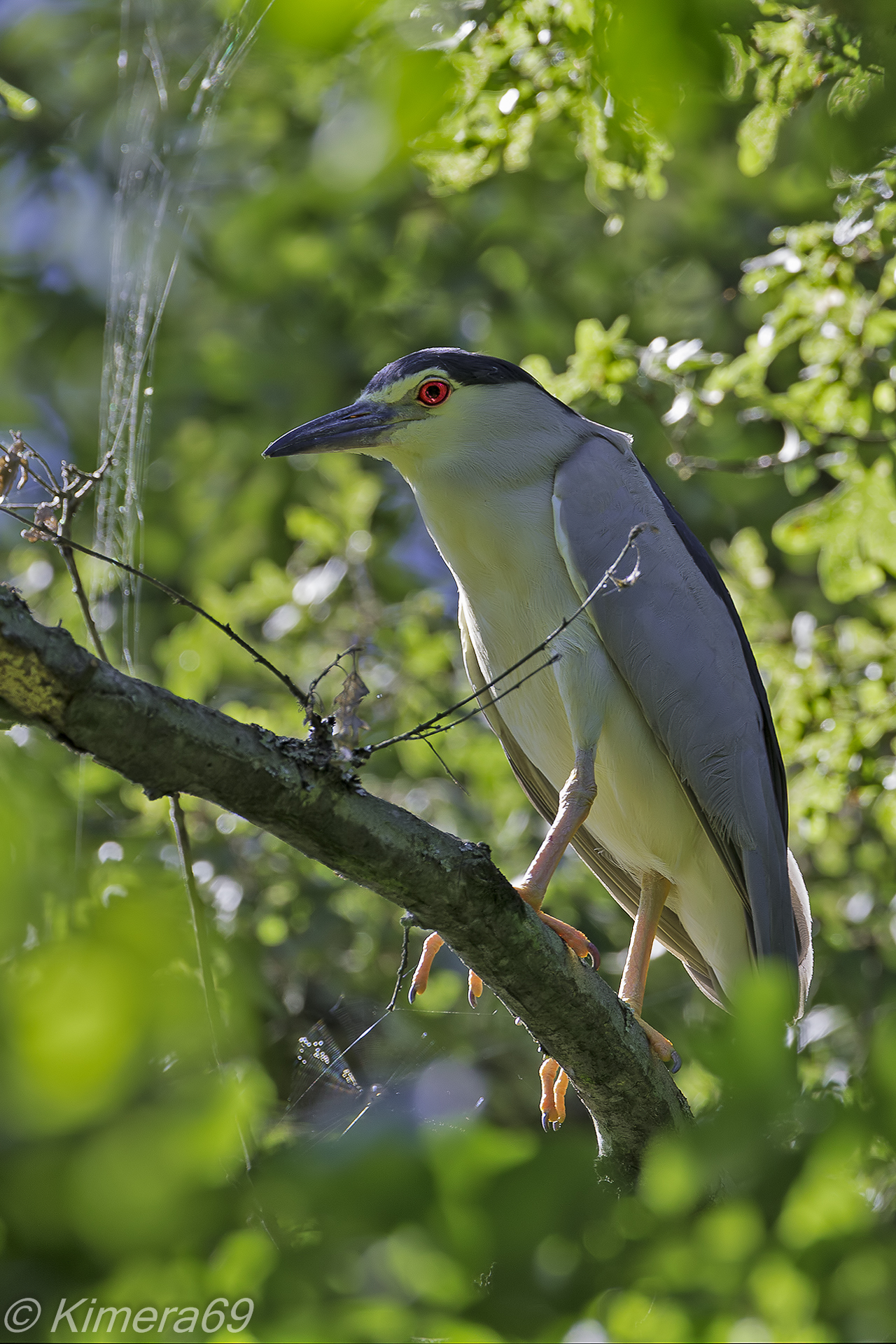 Nycticorax nycticorax