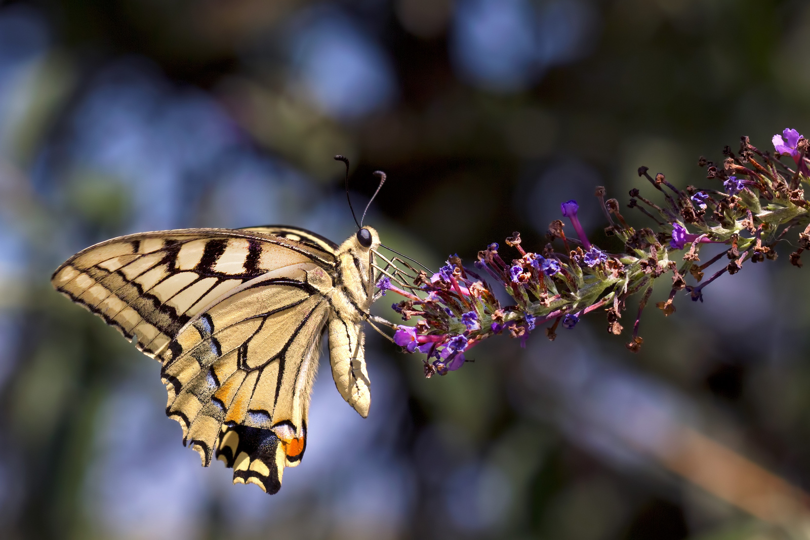Machaon