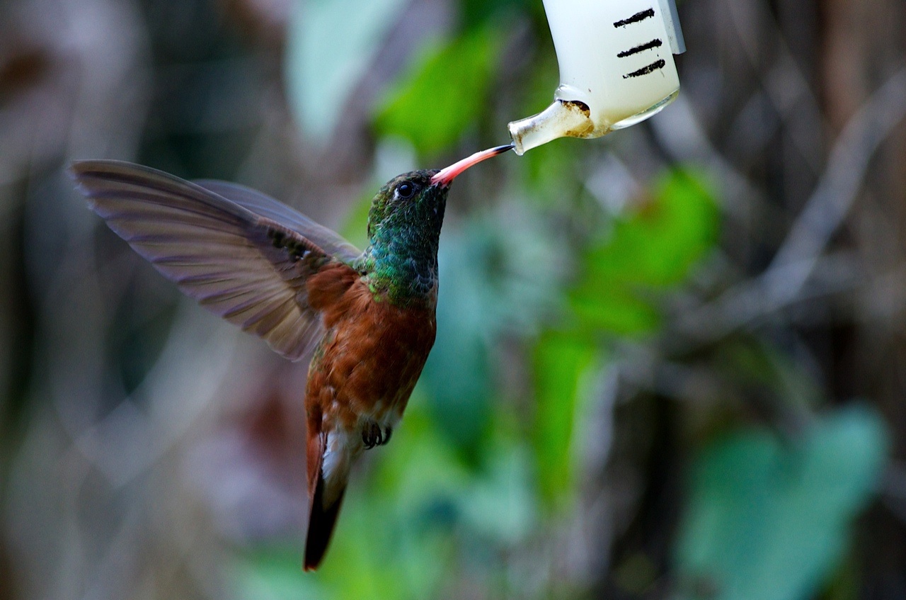 Colibrì