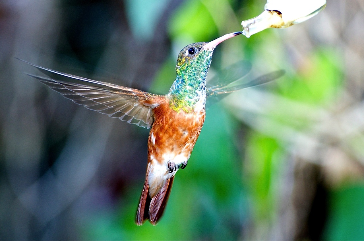 Il mio primo Colibrì
