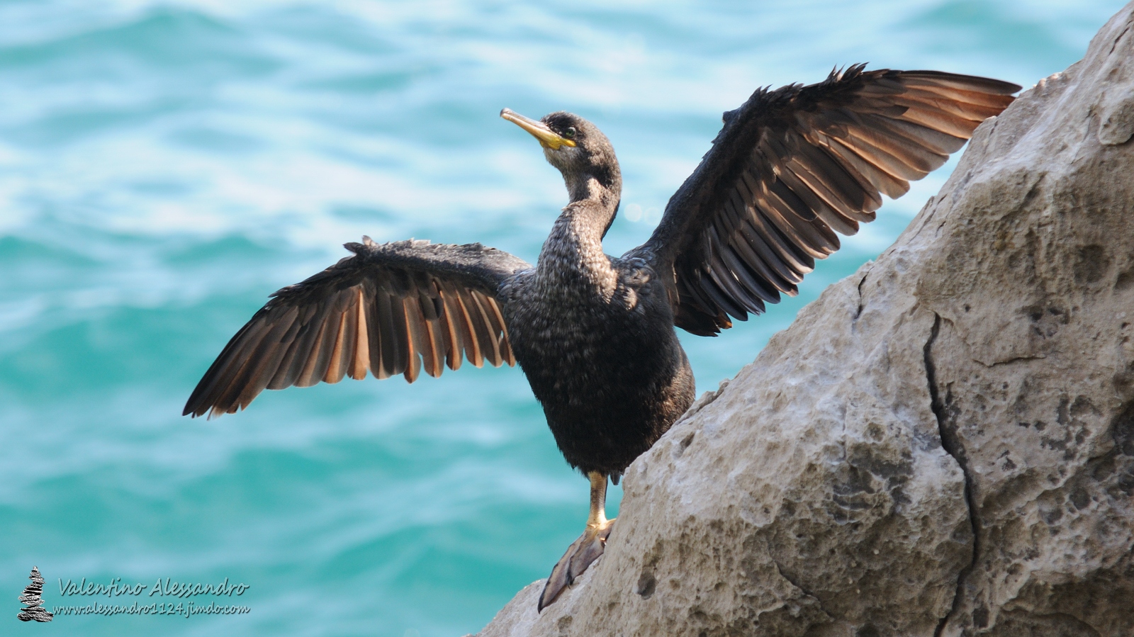 Marangone dal ciuffo