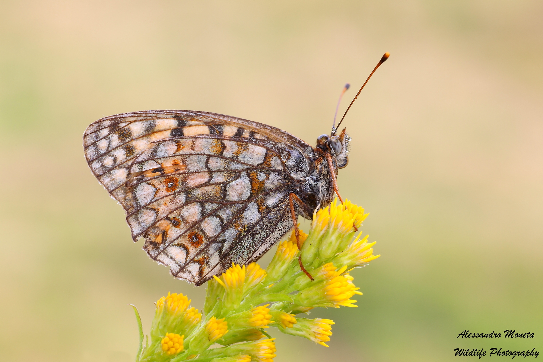 Sulla cima del Monte Giallo