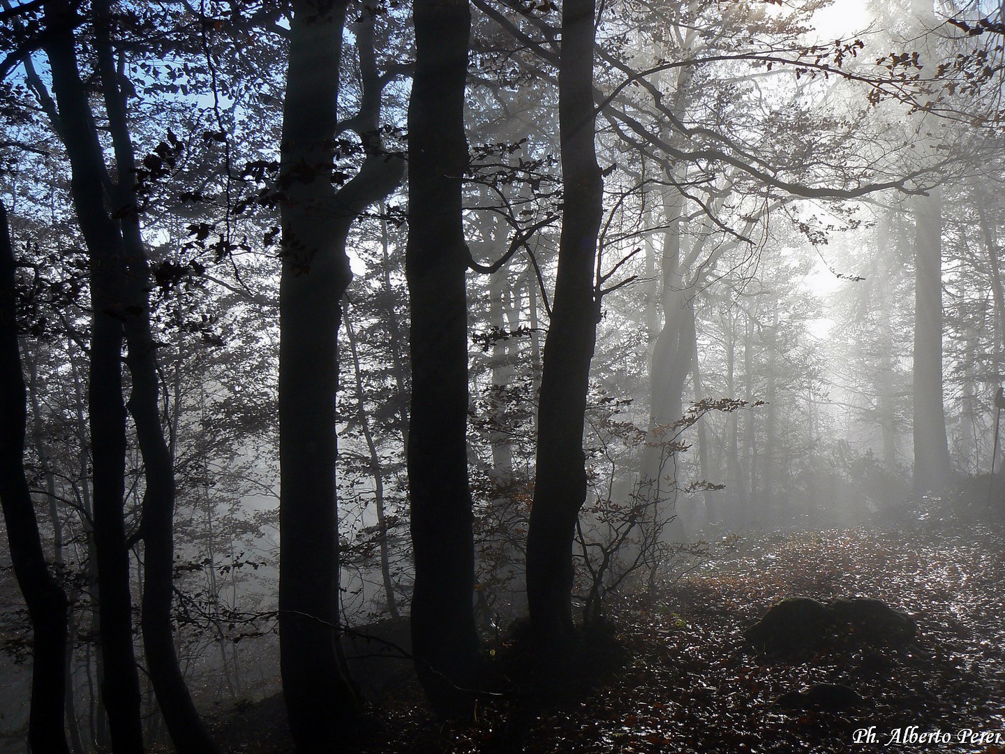 Autumn in the beech forest