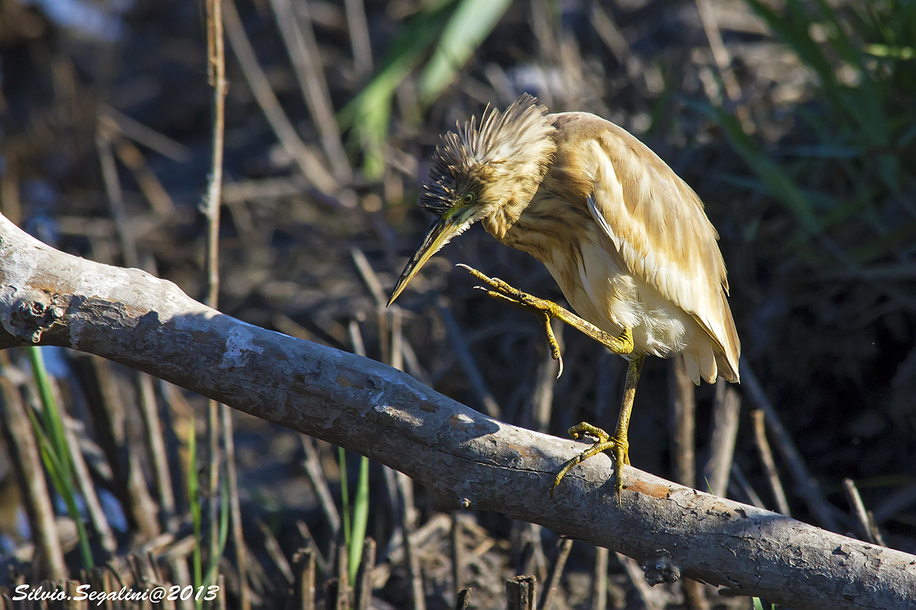 Pedicure della sgarza