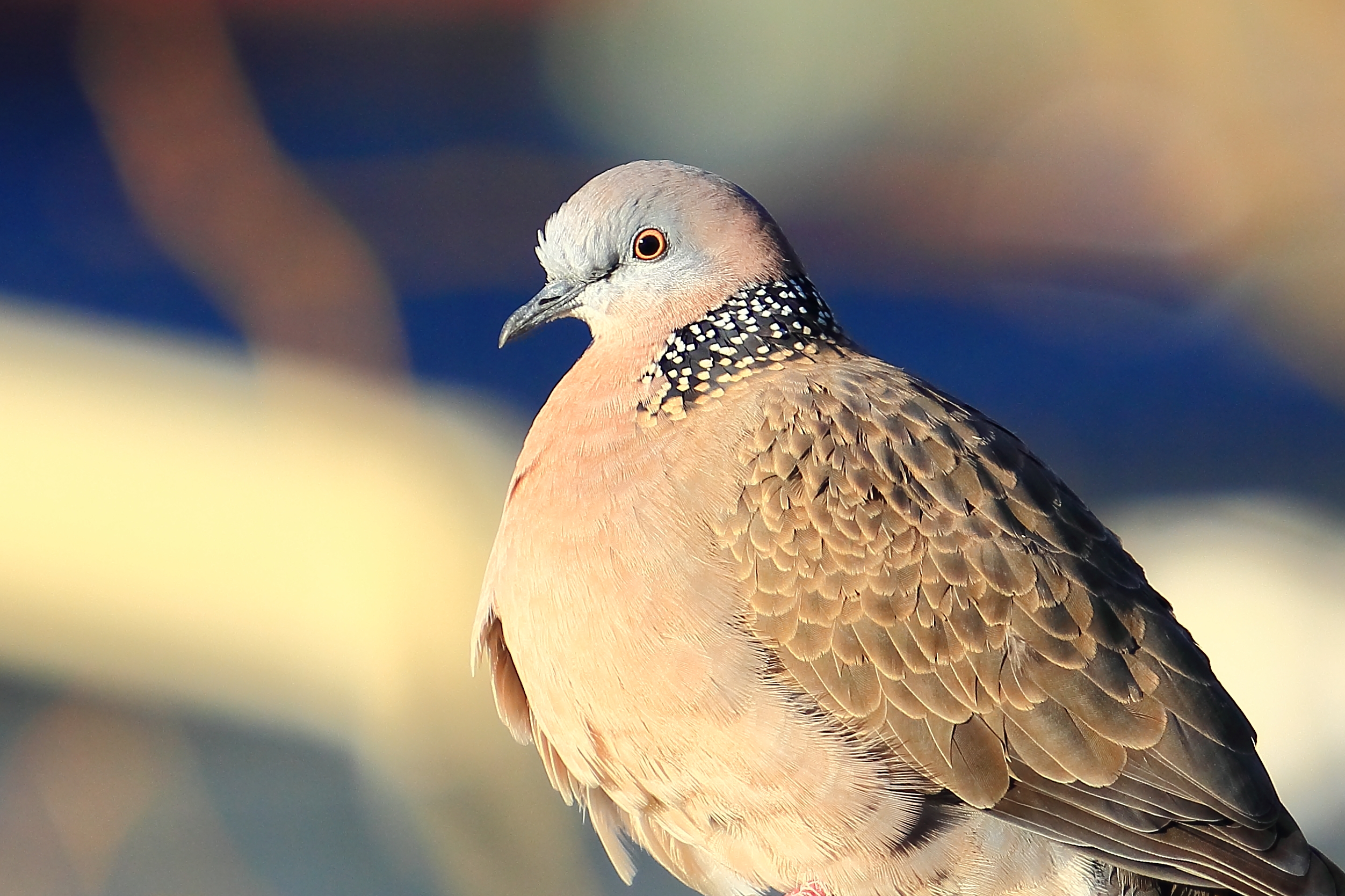 Basking in the late afternoon sun.